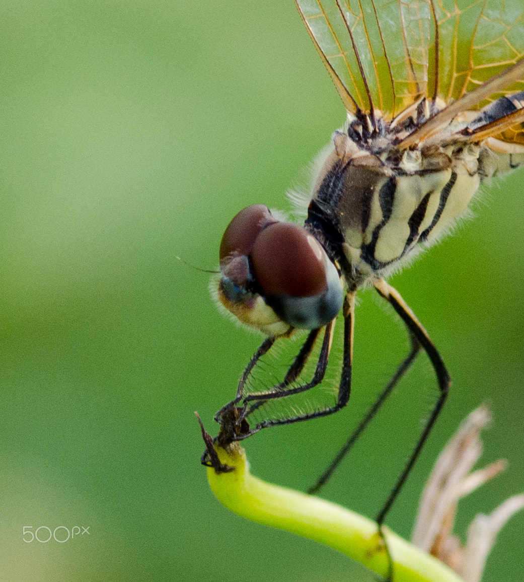 ZEISS Milvus 100mm F2 Macro sample photo. Closeup photography