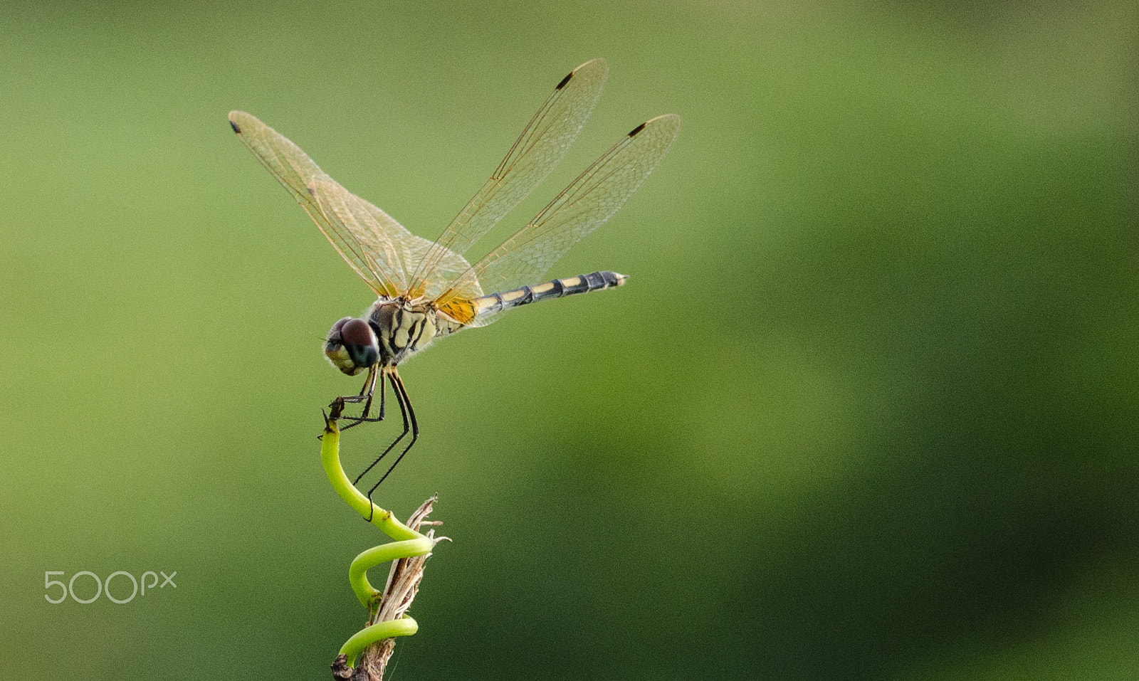 ZEISS Milvus 100mm F2 Macro sample photo. Take off photography