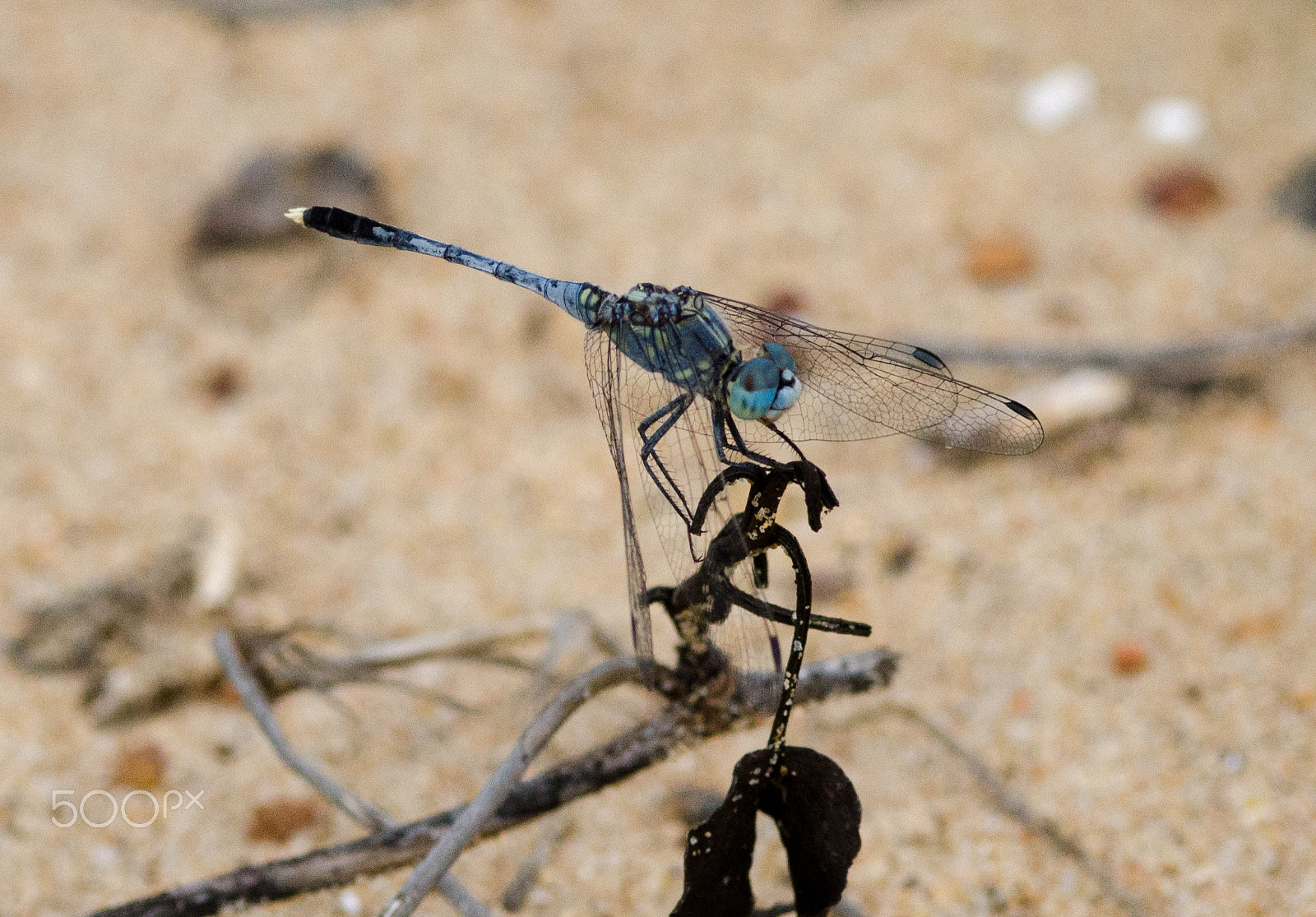 ZEISS Milvus 100mm F2 Macro sample photo. Blue dragonfly photography