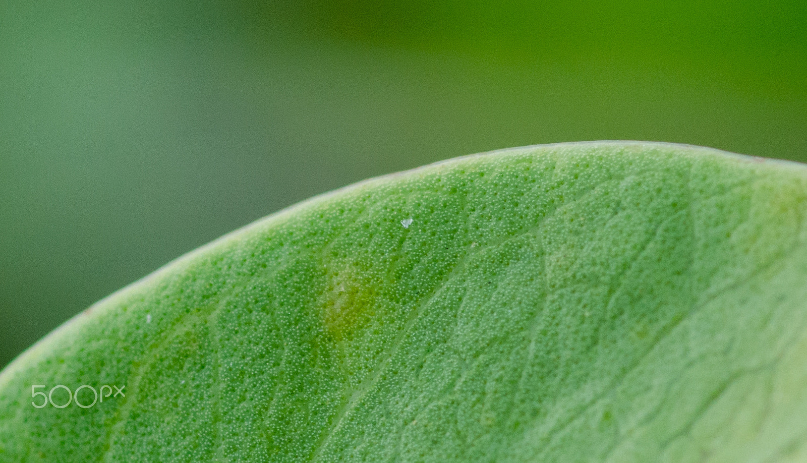 ZEISS Milvus 100mm F2 Macro sample photo. Texture photography