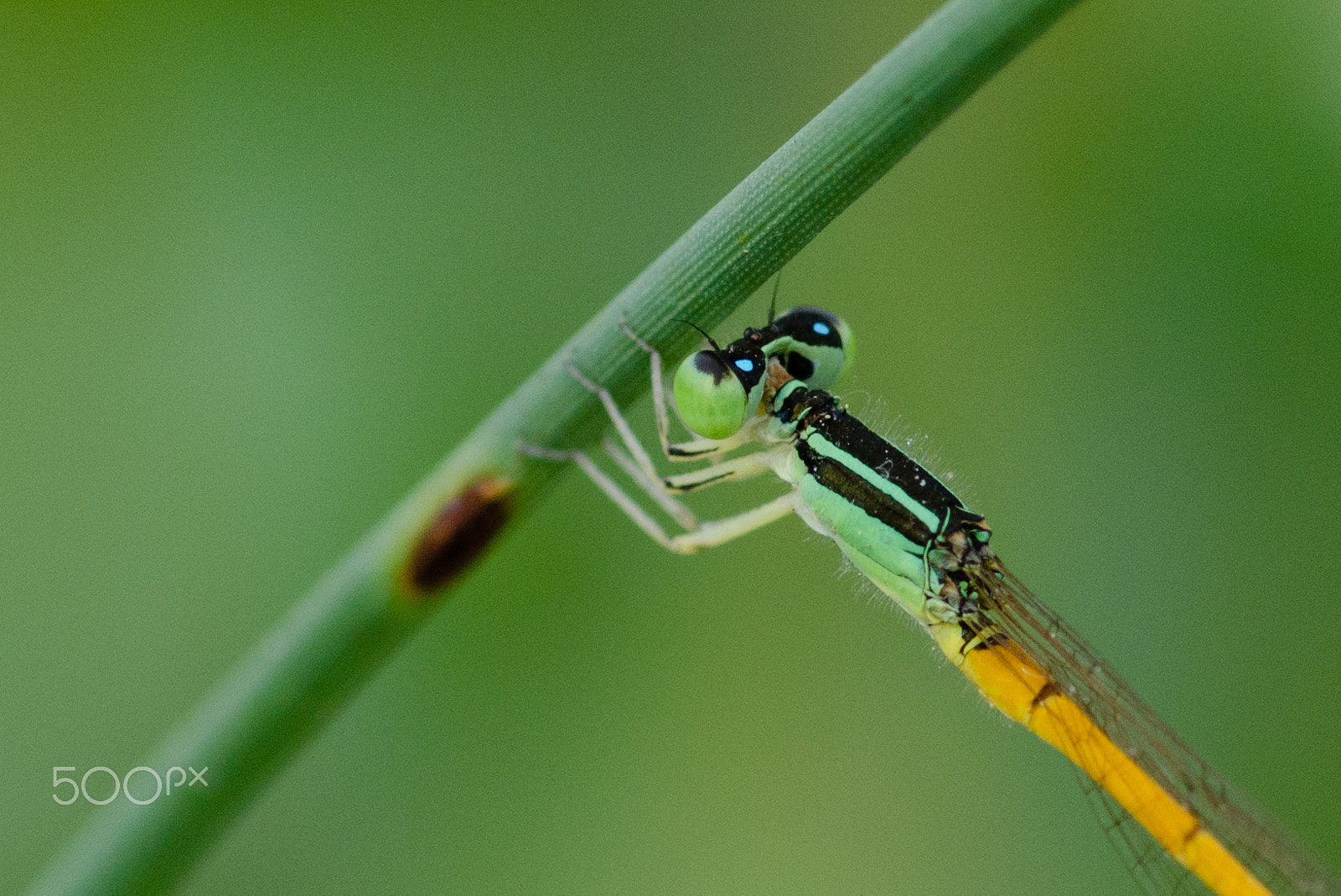 ZEISS Milvus 100mm F2 Macro sample photo. Eating photography