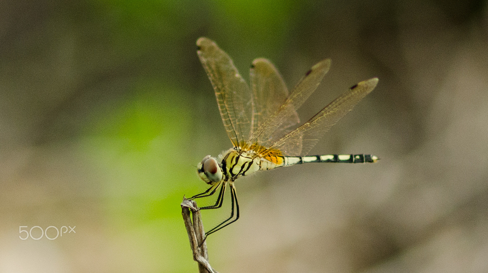 ZEISS Milvus 100mm F2 Macro sample photo. Dragon fly photography