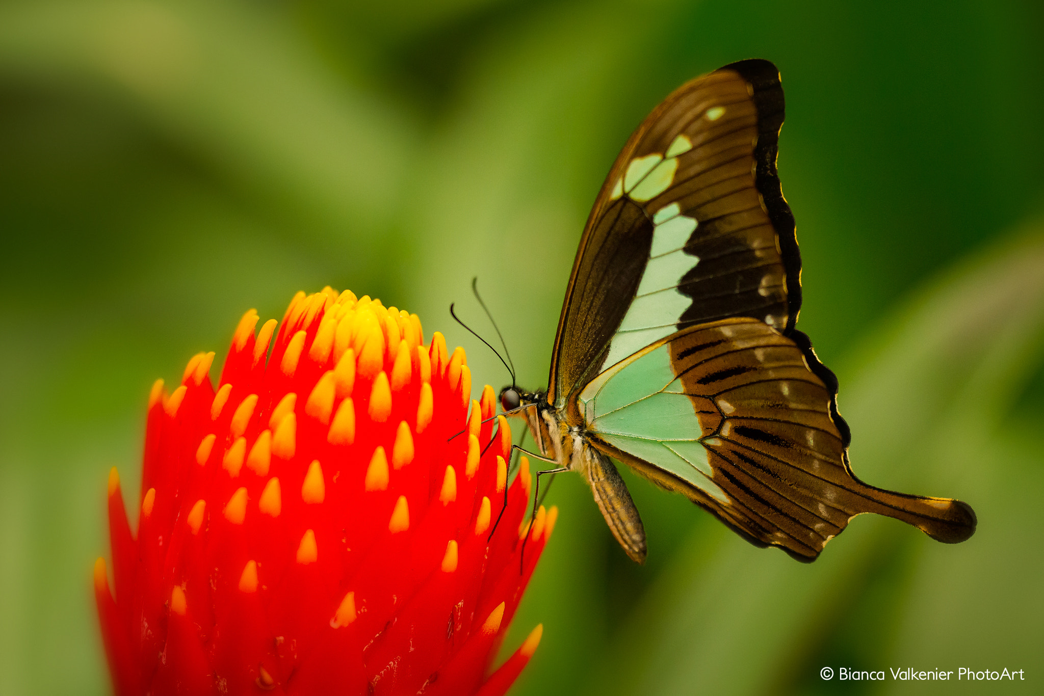 Canon EOS 7D + Sigma 150mm f/2.8 EX DG OS HSM APO Macro sample photo. Papilio phorcas photography