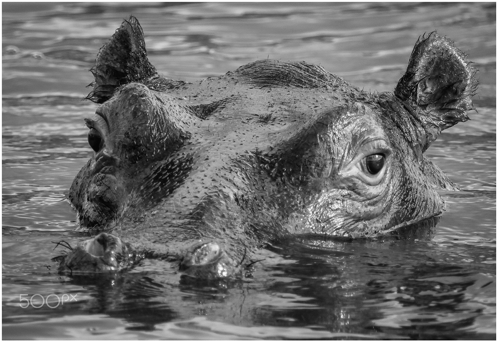 Canon EF 100-400mm F4.5-5.6L IS USM sample photo. Hippo stare photography
