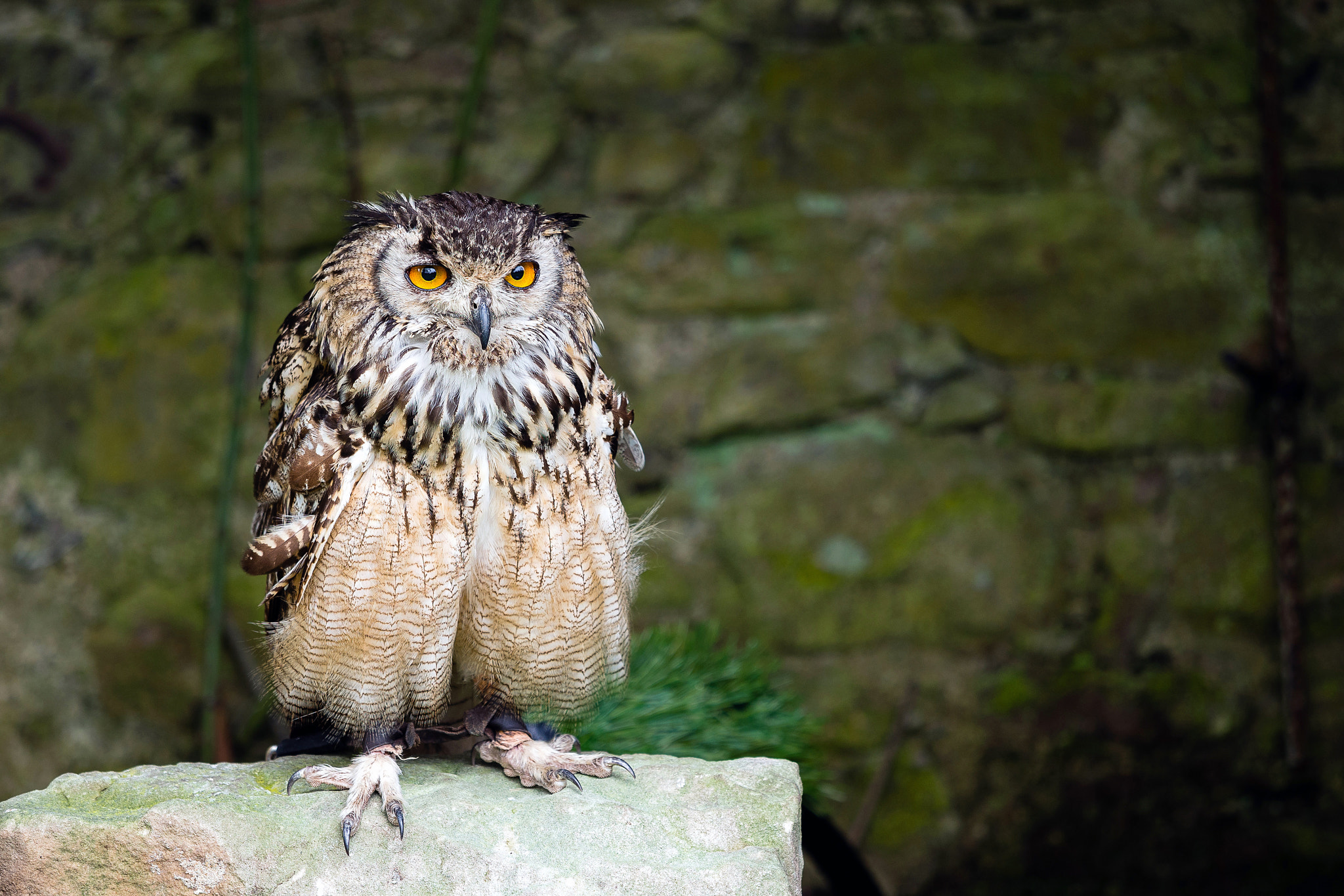 Olympus OM-D E-M5 + Olympus M.Zuiko Digital ED 40-150mm F2.8 Pro sample photo. Eurasian eagle-owl (2015) | em527407.jpg photography