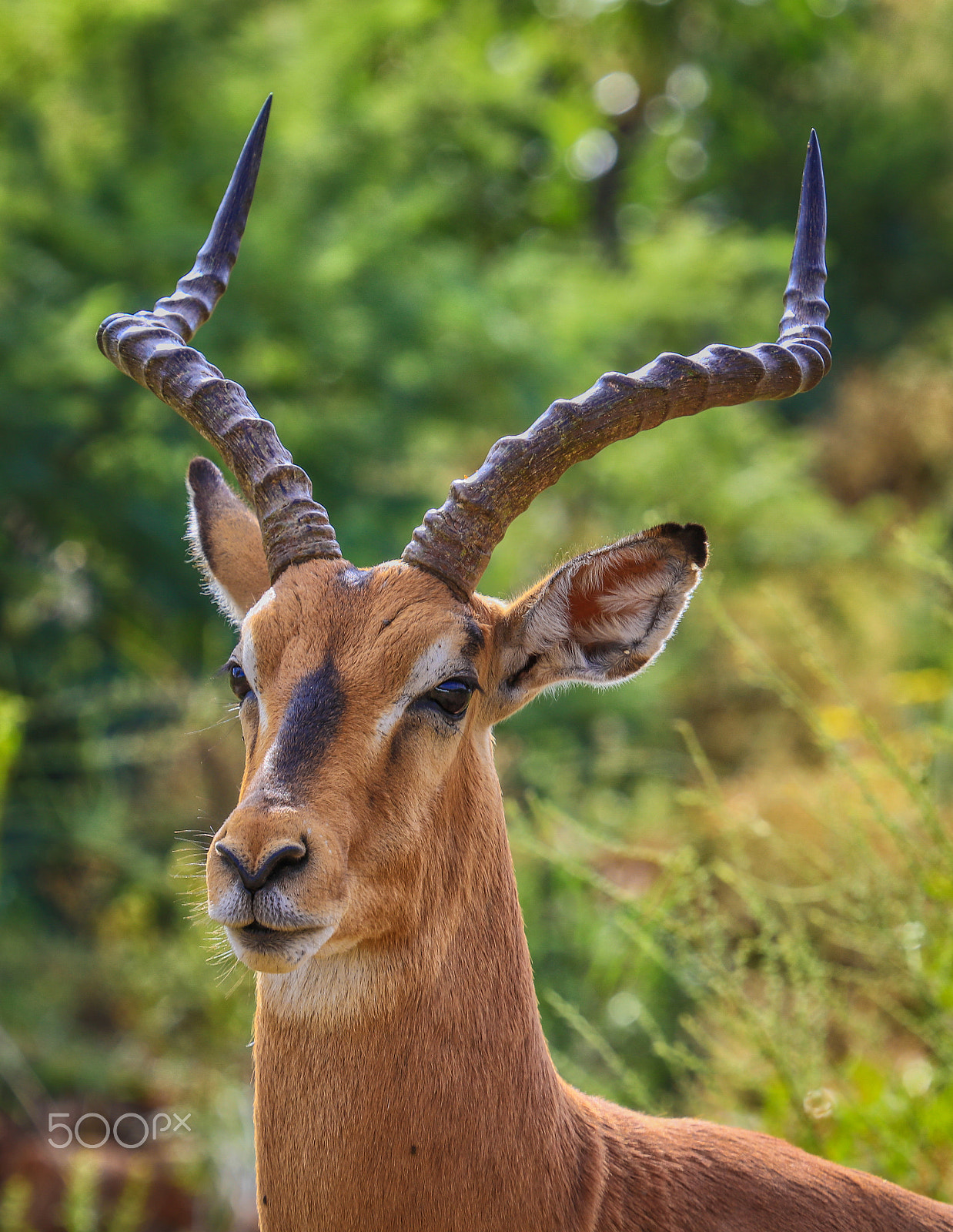 Canon EF 100-400mm F4.5-5.6L IS USM sample photo. Impala photography