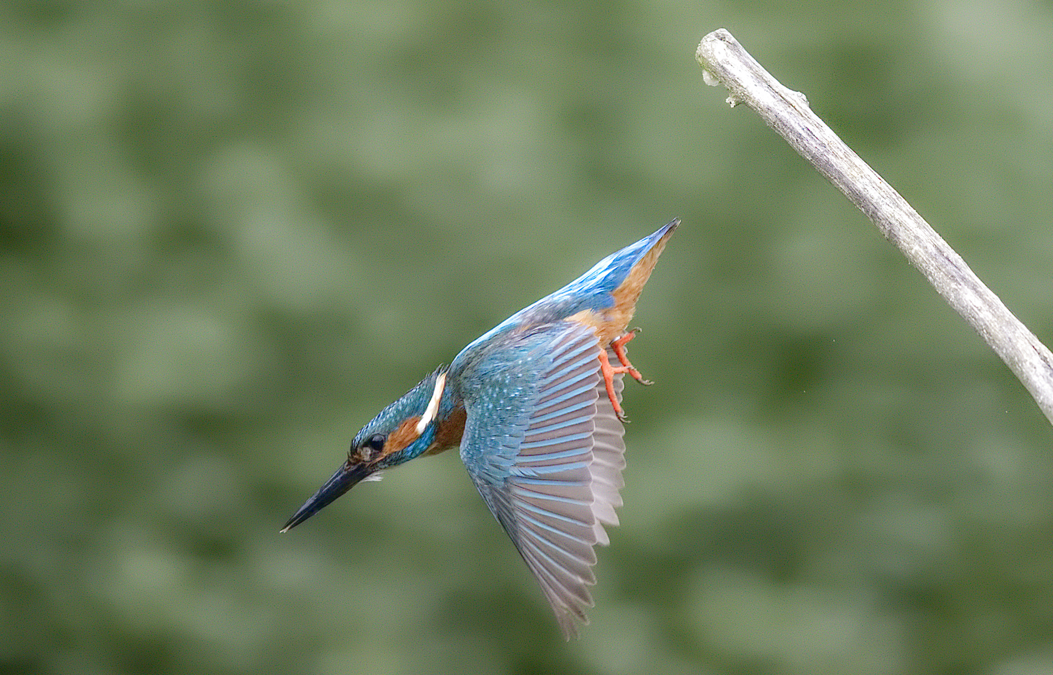 Canon EF 600mm F4L IS II USM sample photo. Kingfisher... fishing photography