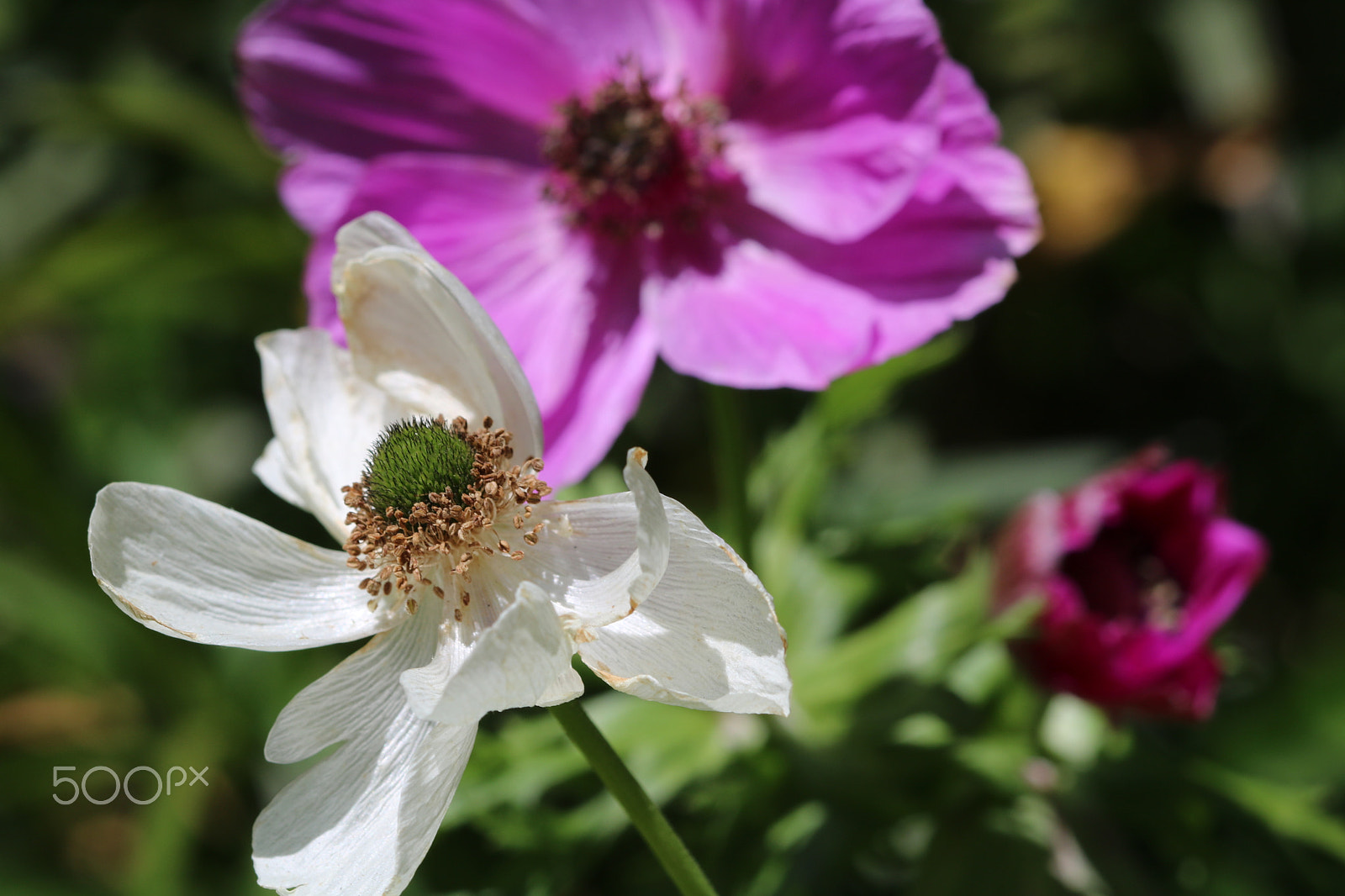 Canon EF 100mm F2.8 Macro USM sample photo. Anemone 5977 photography