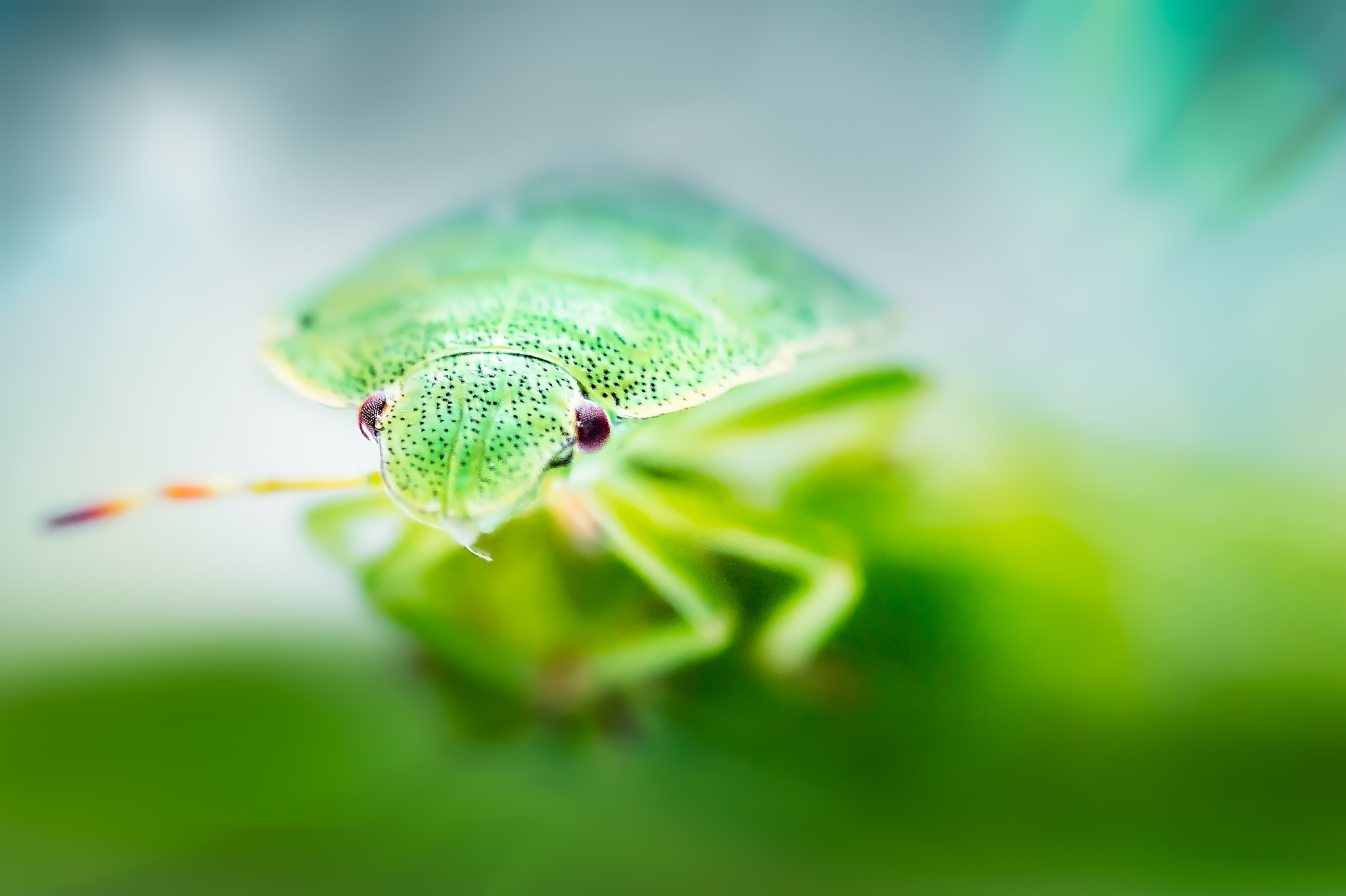 Canon EOS 6D + Sigma 105mm F2.8 EX DG Macro sample photo. Groene stinkwants (palomena prasina)-1 photography