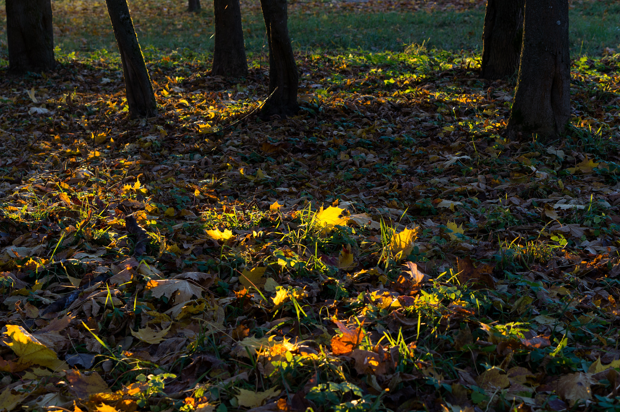 Sony Alpha NEX-5N + E 50mm F1.8 OSS sample photo. Autumn. photography