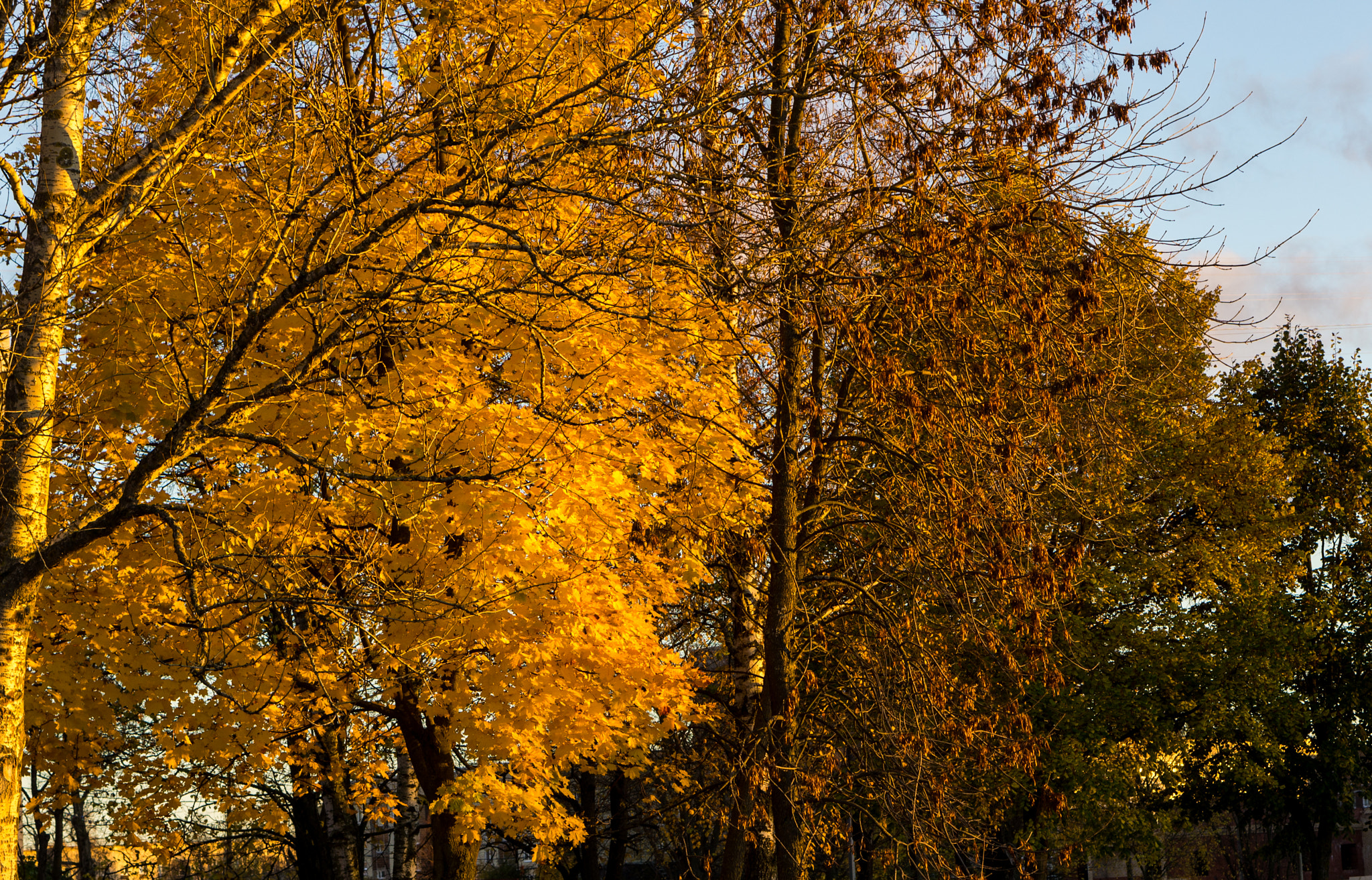 Sony Alpha NEX-5N + E 50mm F1.8 OSS sample photo. Autumn. photography