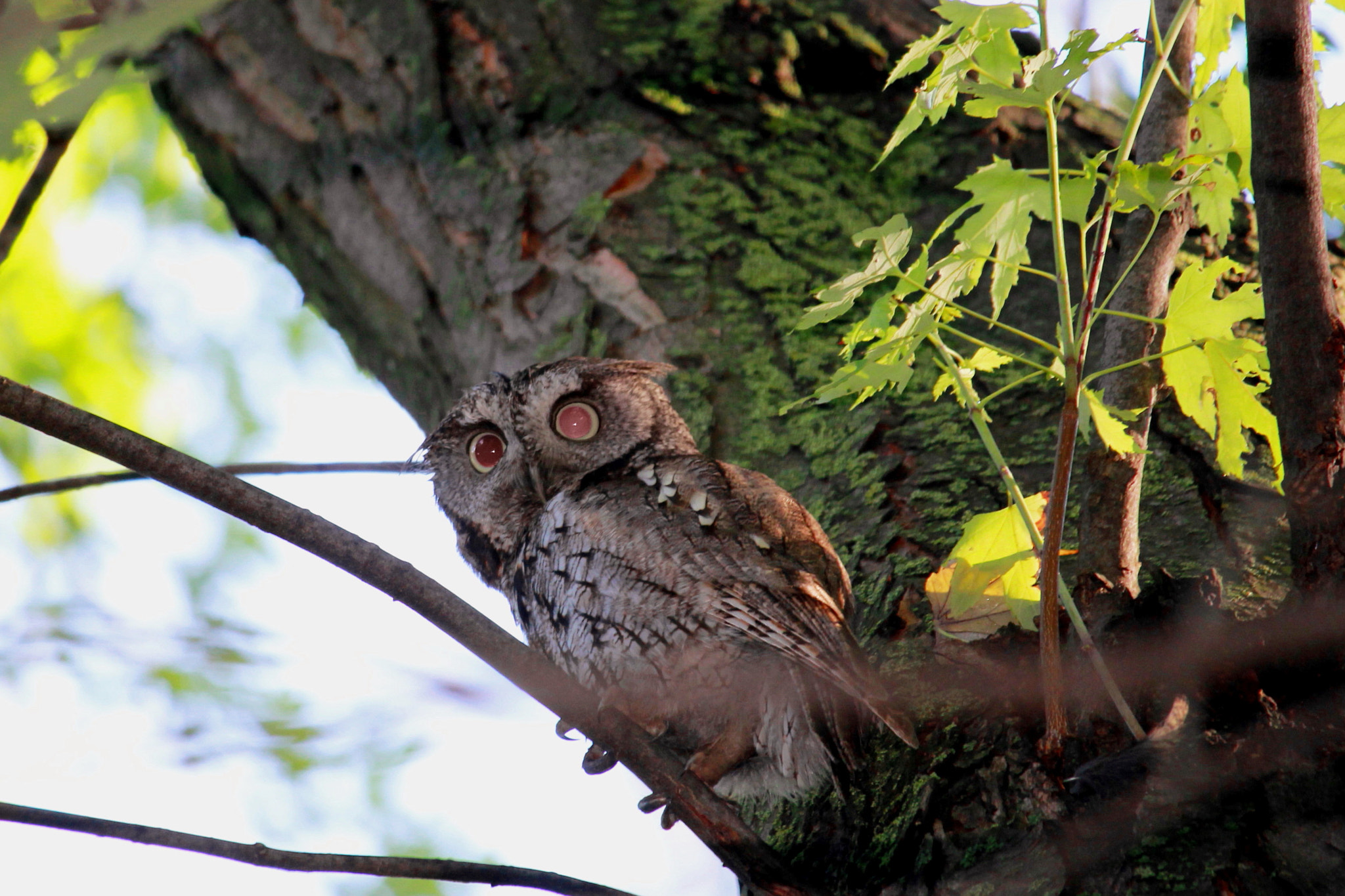 Canon EF-S 55-250mm F4-5.6 IS STM sample photo. Who's in the tree photography