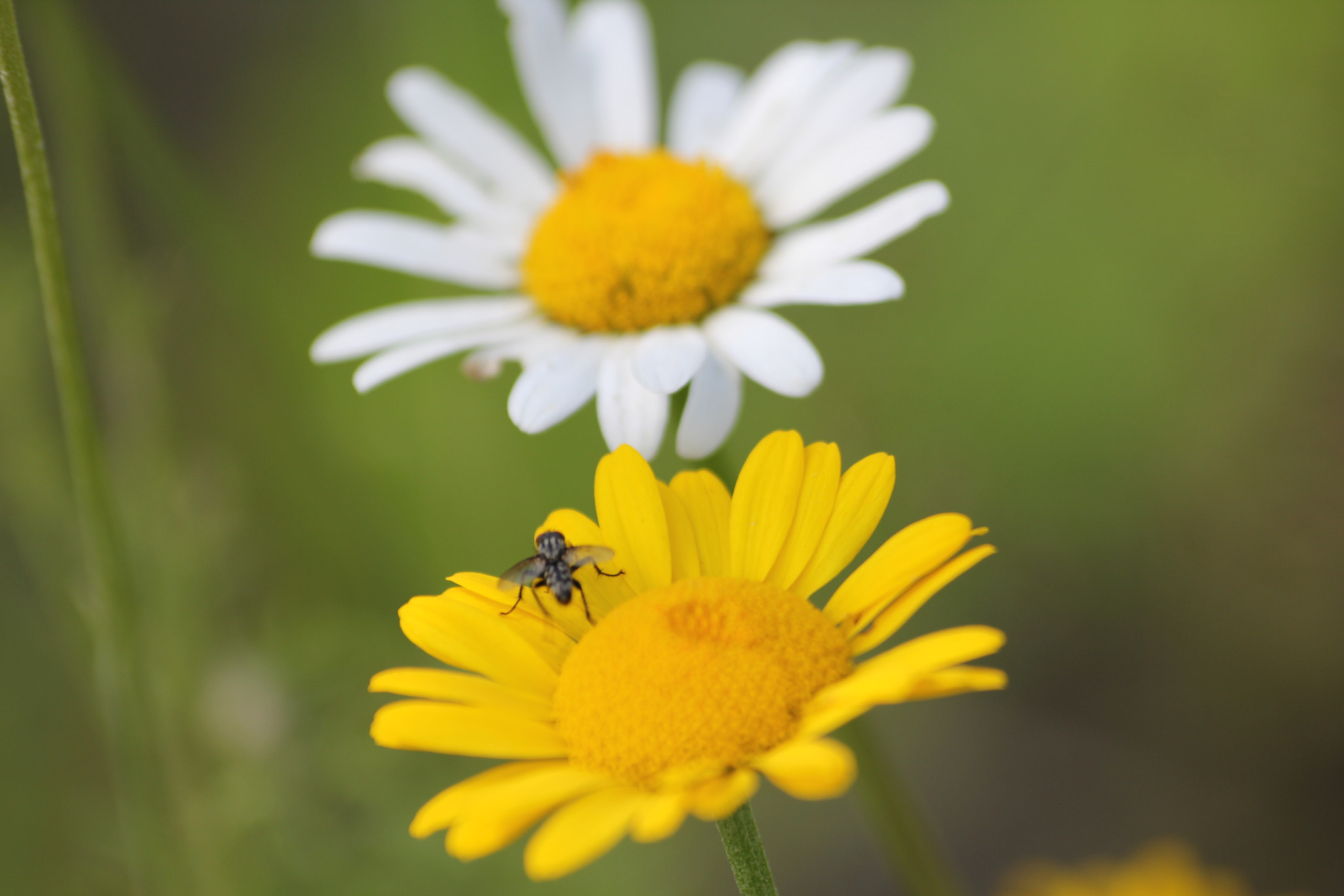 Sigma 70-300mm F4-5.6 APO DG Macro sample photo. The choice  photography