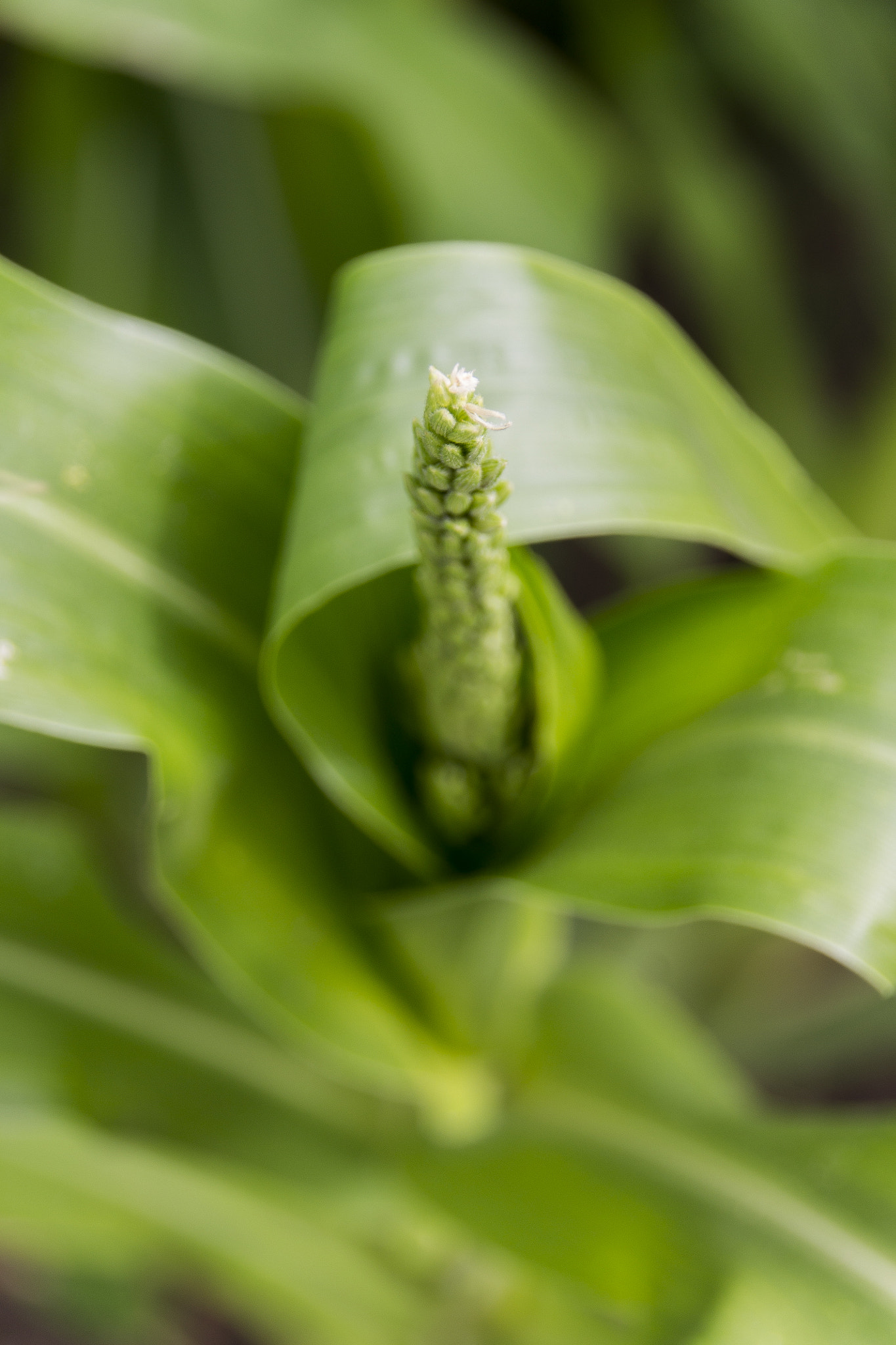 Sigma 18-250mm F3.5-6.3 DC OS HSM sample photo. Green corn photography