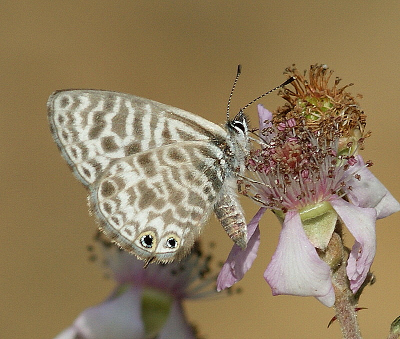 Sony Alpha DSLR-A350 + Sony 100mm F2.8 Macro sample photo. Mavİ zebra photography