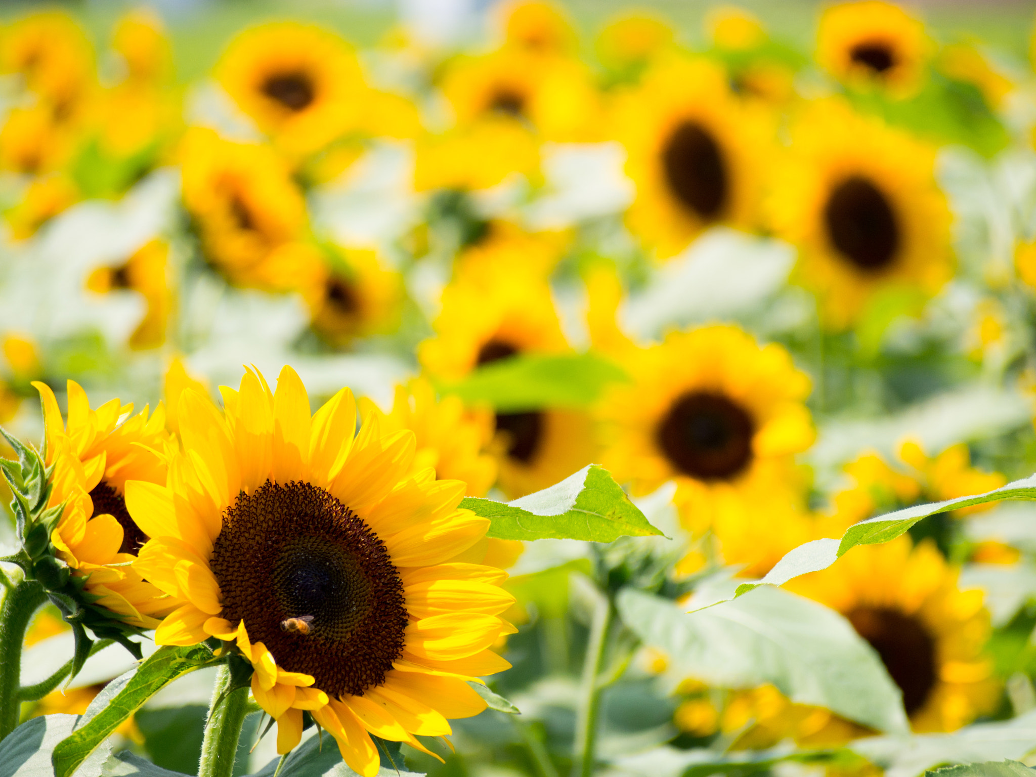 Olympus PEN E-PM2 sample photo. Sunflower field photography