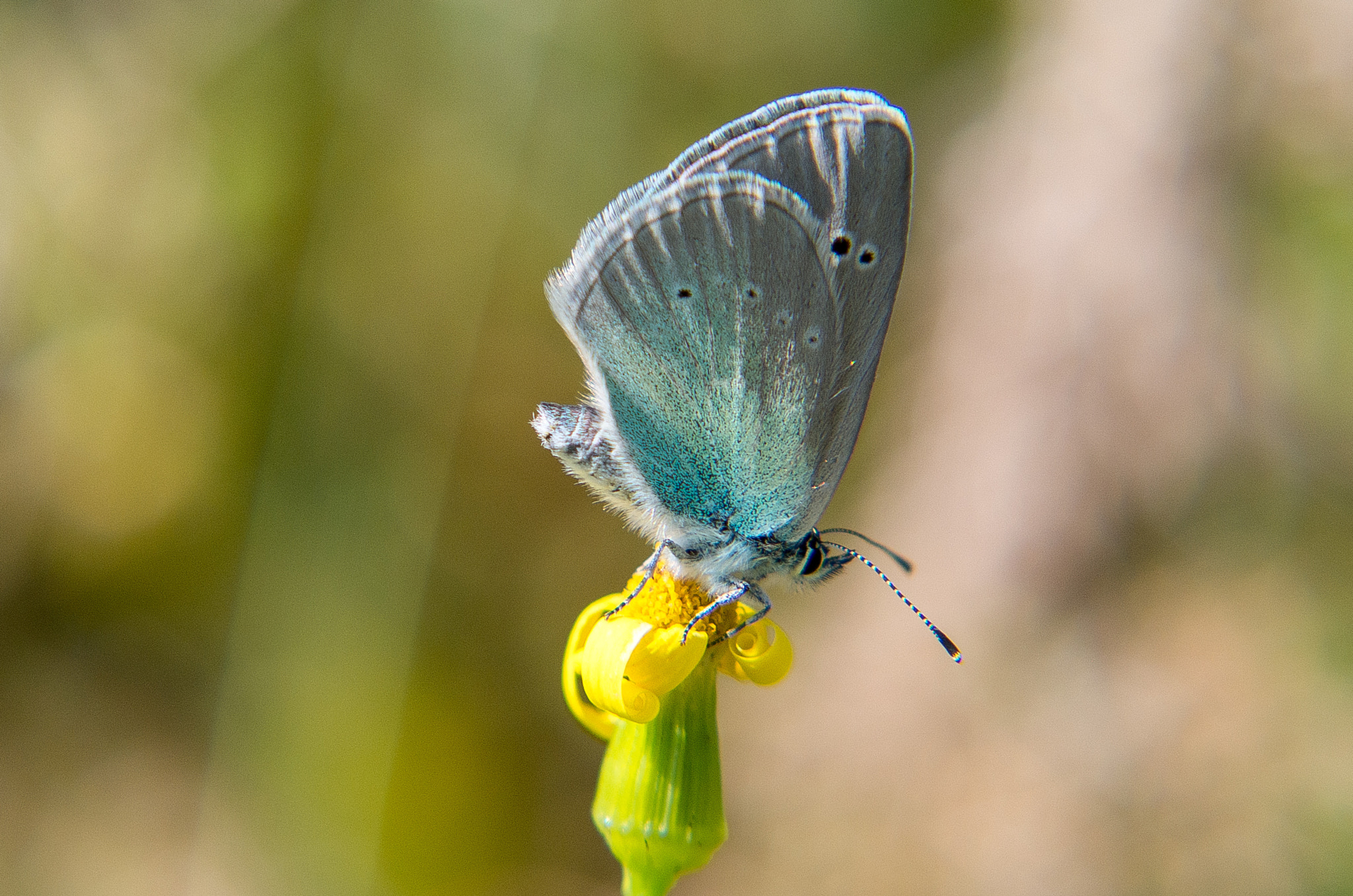 Pentax K-30 + HD Pentax DA 55-300mm F4.0-5.8 ED WR sample photo. The green-underside blue // glaucopsyche alexis photography