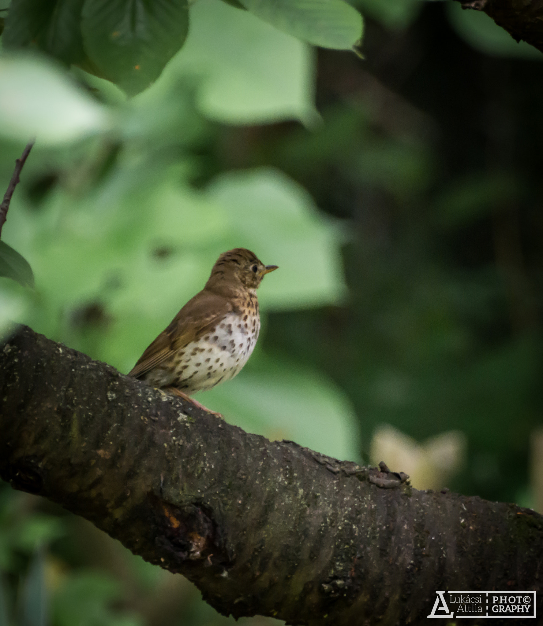 Olympus Zuiko Digital ED 70-300mm F4.0-5.6 sample photo. On the tree photography