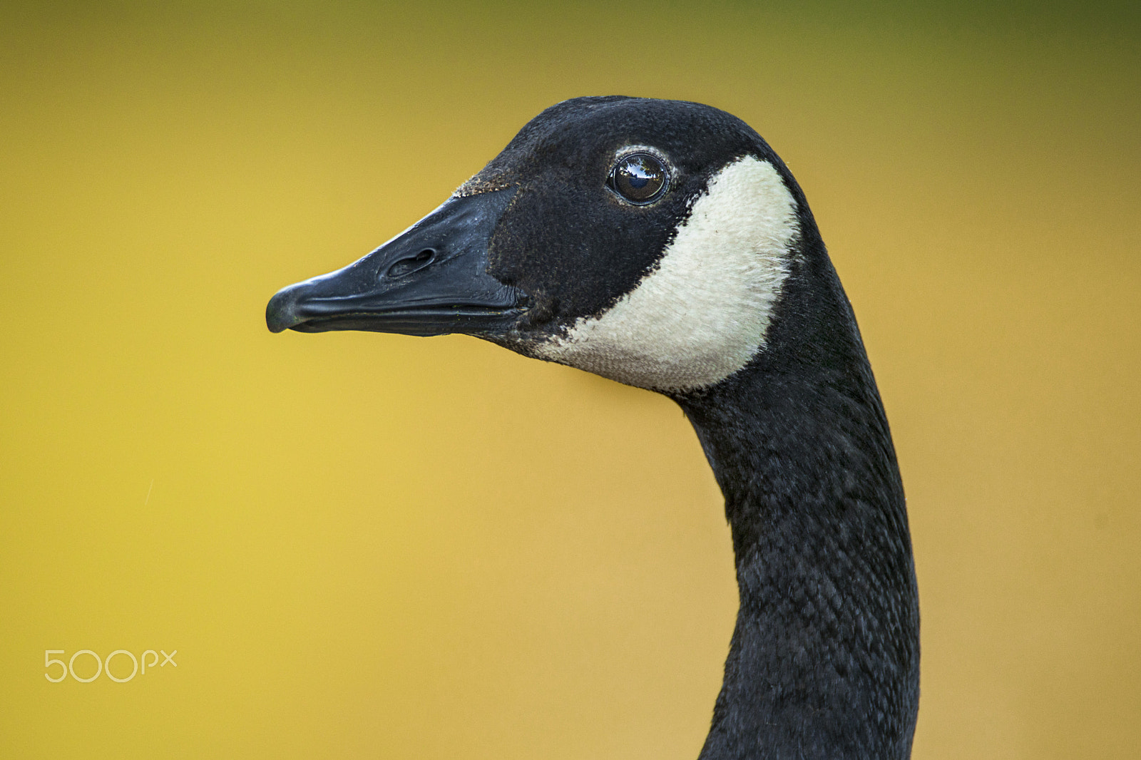 Sony a7R II + Tamron SP 150-600mm F5-6.3 Di VC USD sample photo. The territorial goose. photography