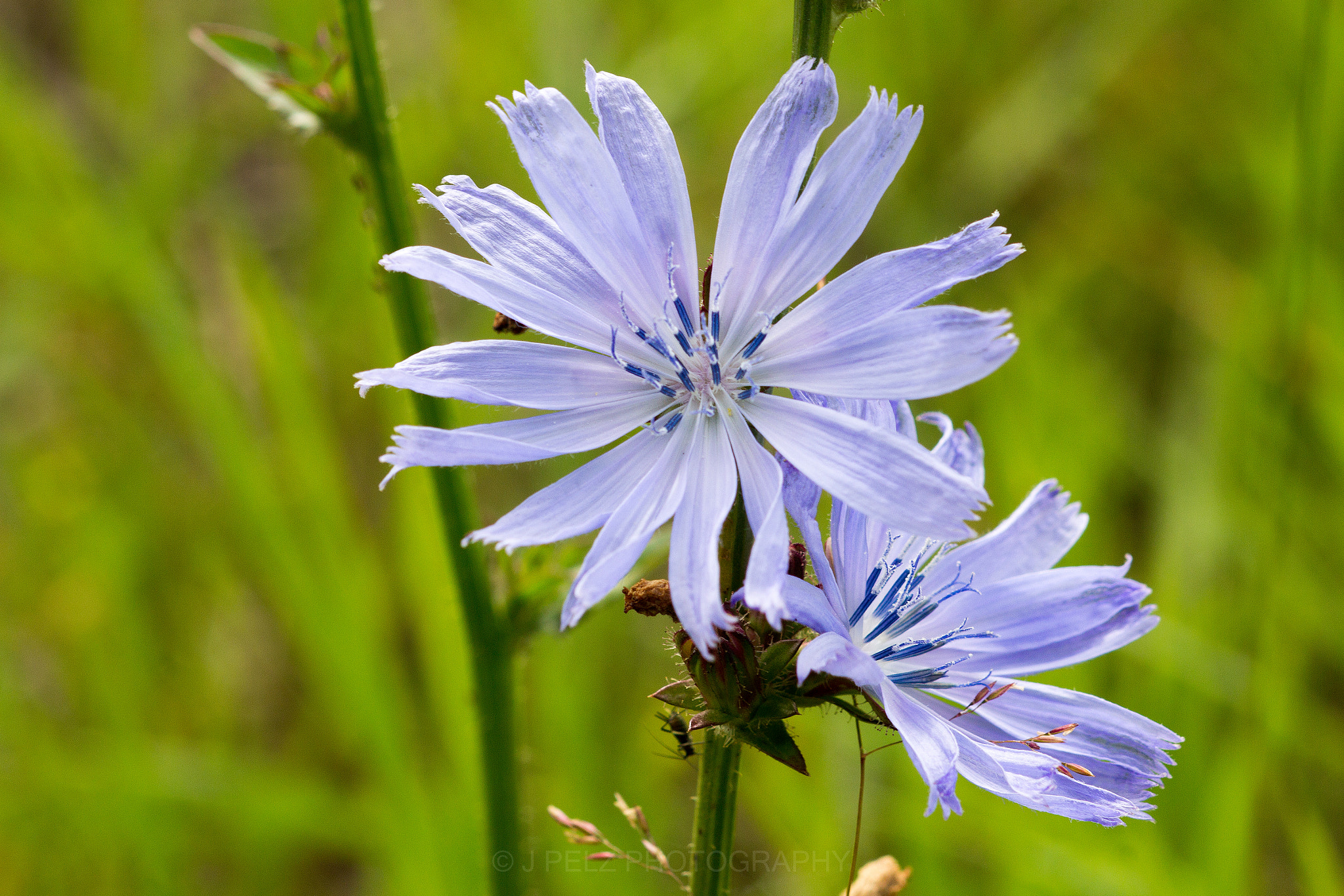 Canon EOS 60D + Canon EF 100mm F2.8 Macro USM sample photo. Cichorium intybus photography