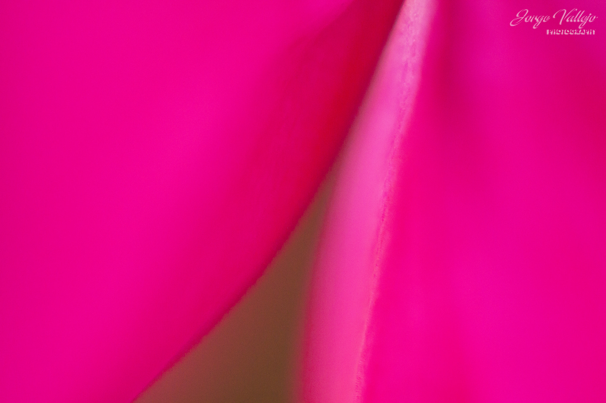 Canon EF 35-80mm f/4-5.6 sample photo. Petalos photography