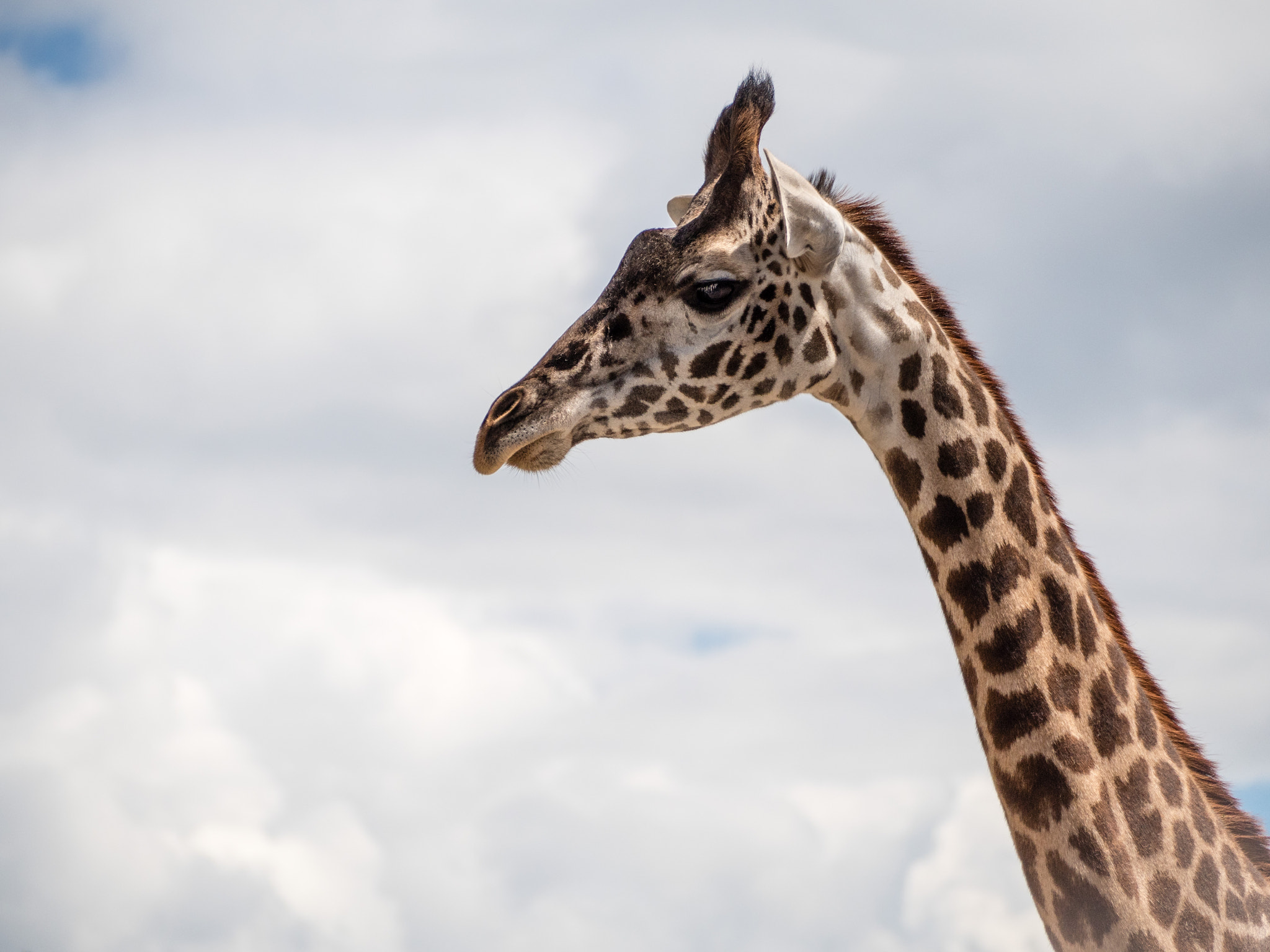 Olympus OM-D E-M5 II + Panasonic Lumix G Vario 45-200mm F4-5.6 OIS sample photo. Reaching the clouds photography