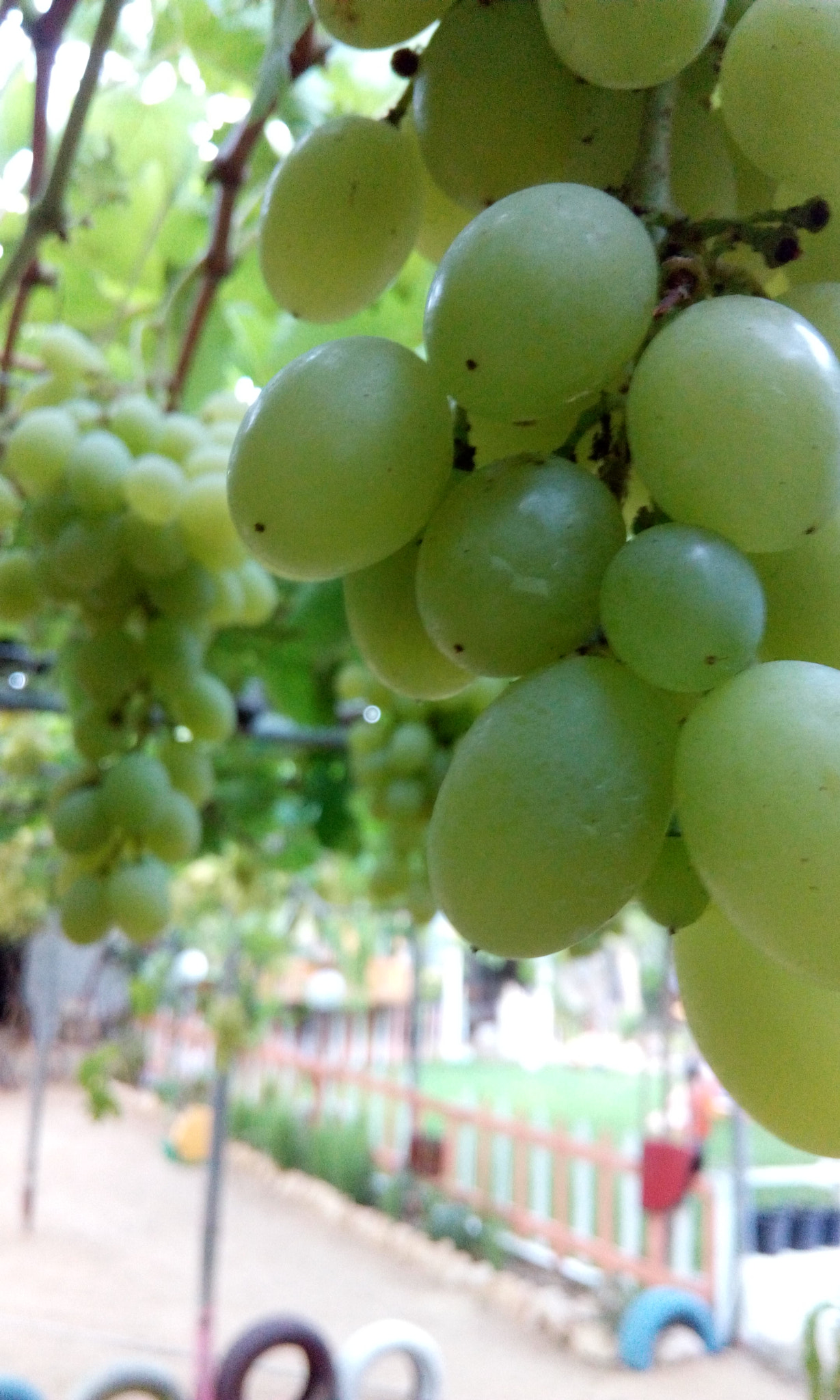 HTC DESIRE 816G DUAL SIM sample photo. Grap photography