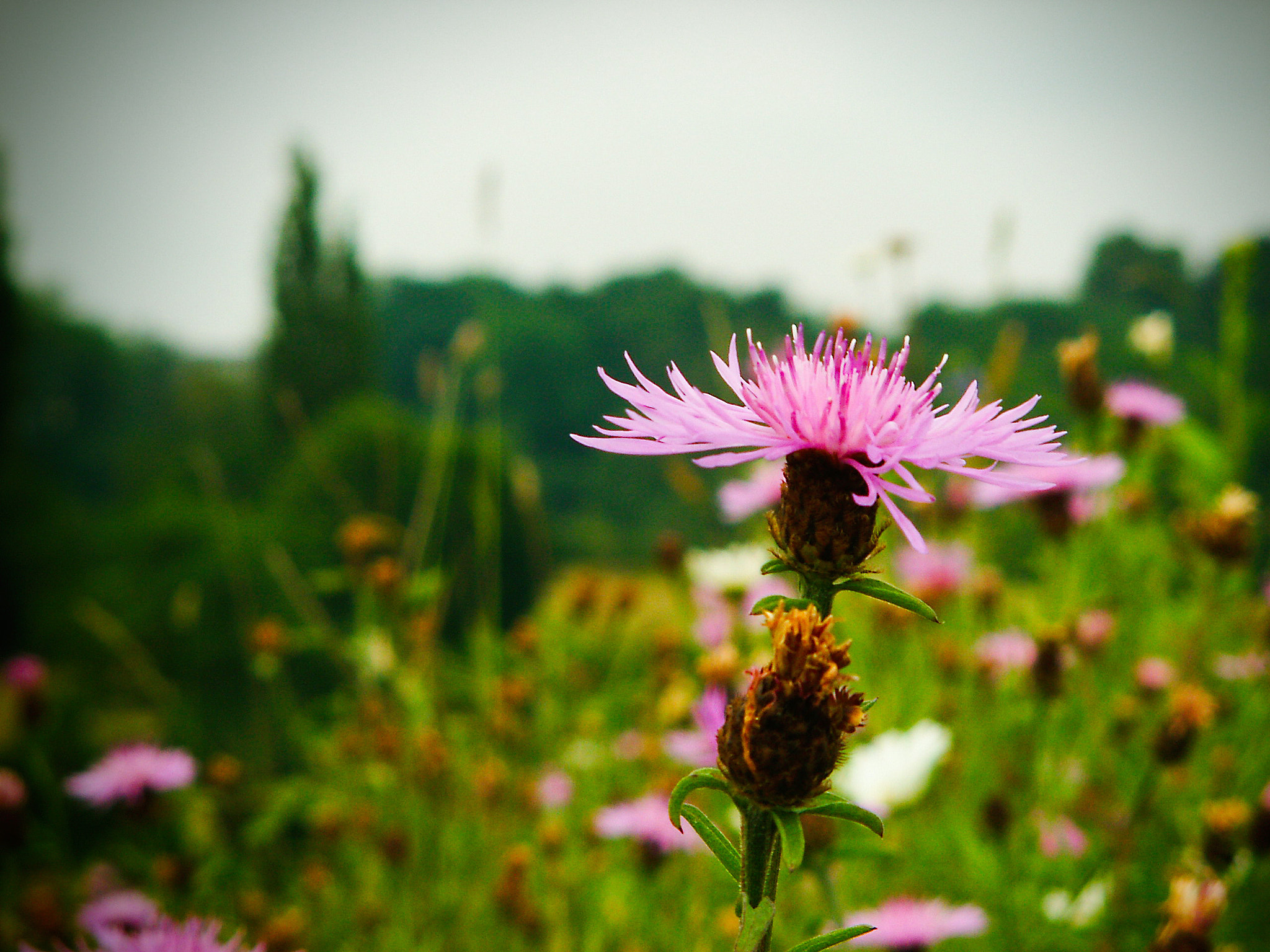 KONICA MINOLTA DiMAGE Z5 sample photo. Field of flowers photography