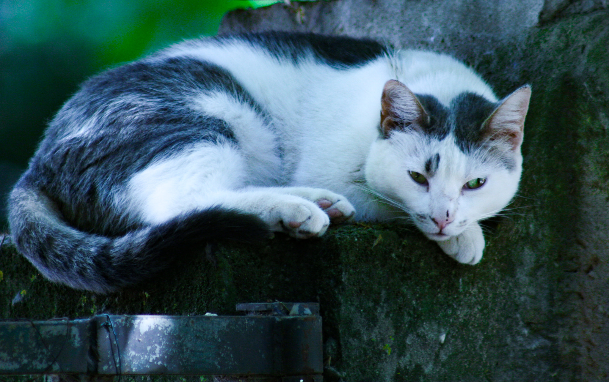 Canon EF 75-300mm f/4-5.6 USM sample photo. Diane photography