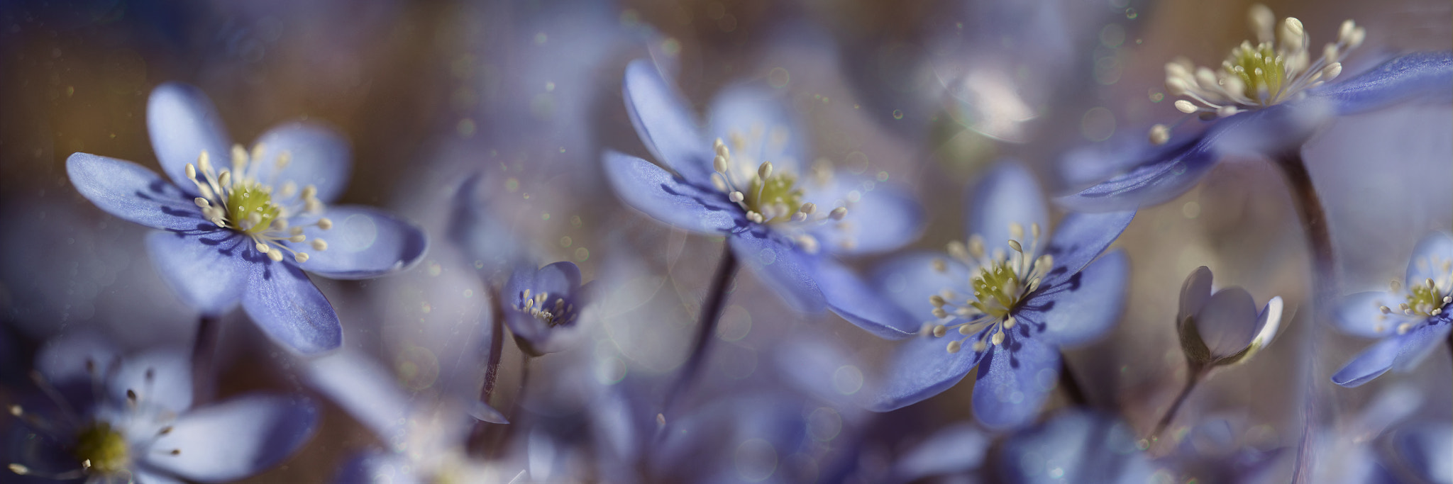 Nikon AF-S Micro-Nikkor 60mm F2.8G ED sample photo. Blue joy photography