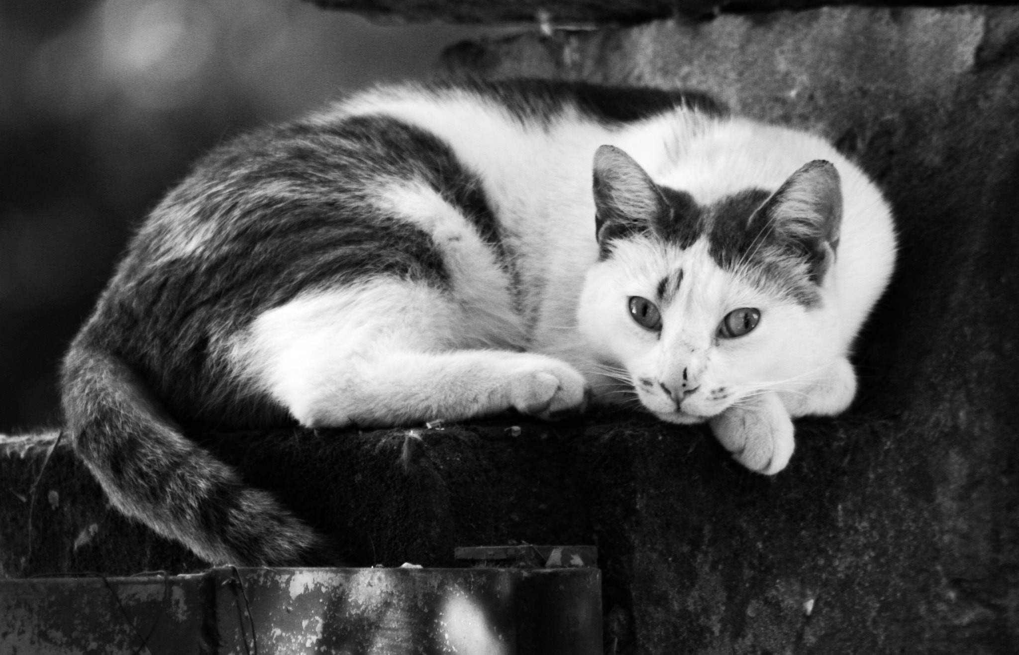 Canon EF 75-300mm f/4-5.6 USM sample photo. Diane - n&b photography