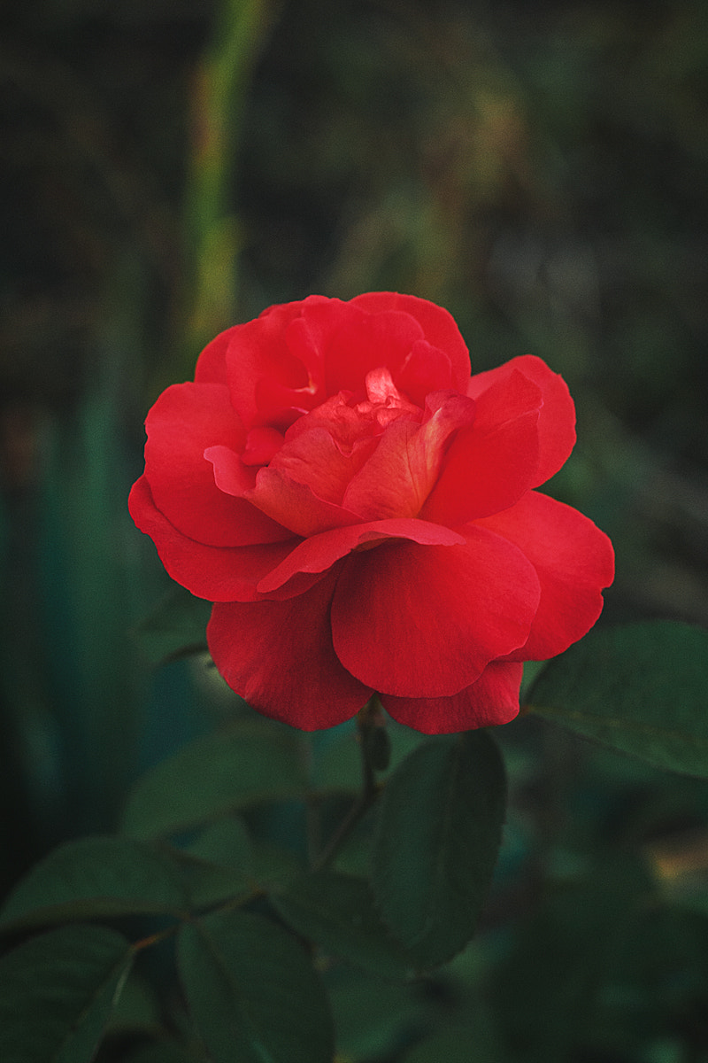 Nikon D300S + Nikon AF-S Nikkor 50mm F1.4G sample photo. Rose photography