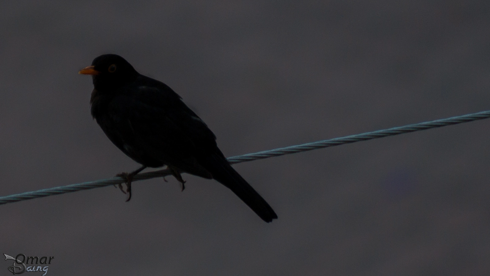 smc PENTAX-FA 80-320mm F4.5-5.6 sample photo. Turdus merula - common blackbird - karatavuk - 6 photography