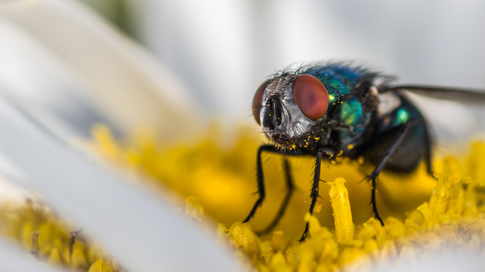 Canon EOS 600D (Rebel EOS T3i / EOS Kiss X5) + Tamron SP AF 90mm F2.8 Di Macro sample photo. Green bottle fly on daisy photography