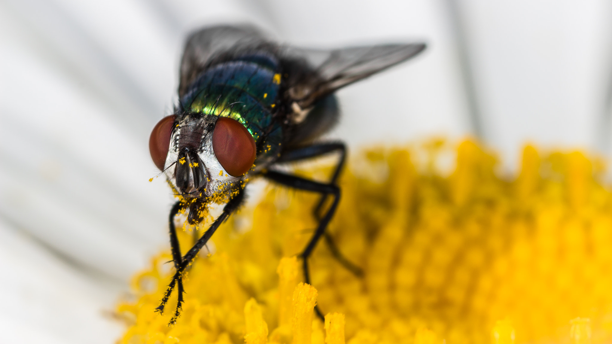 Canon EOS 600D (Rebel EOS T3i / EOS Kiss X5) + Tamron SP AF 90mm F2.8 Di Macro sample photo. Green bottle fly on daisy ii photography