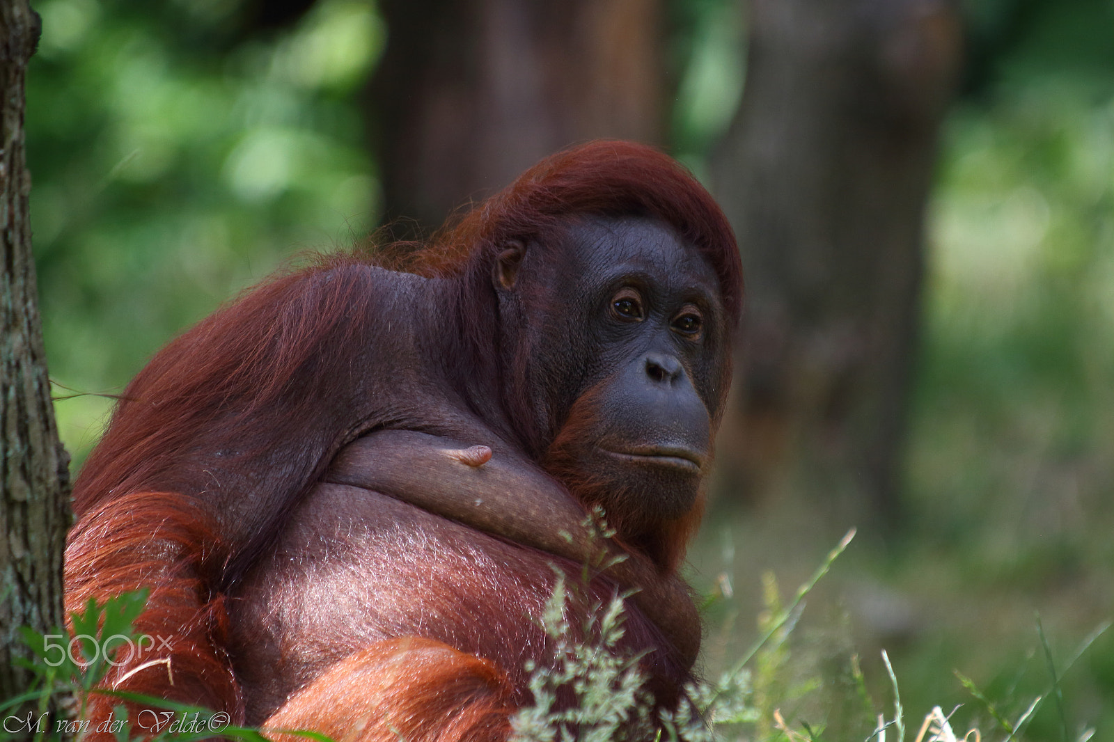 Canon EF 35-350mm F3.5-5.6L USM sample photo. Lounging orang-utan photography