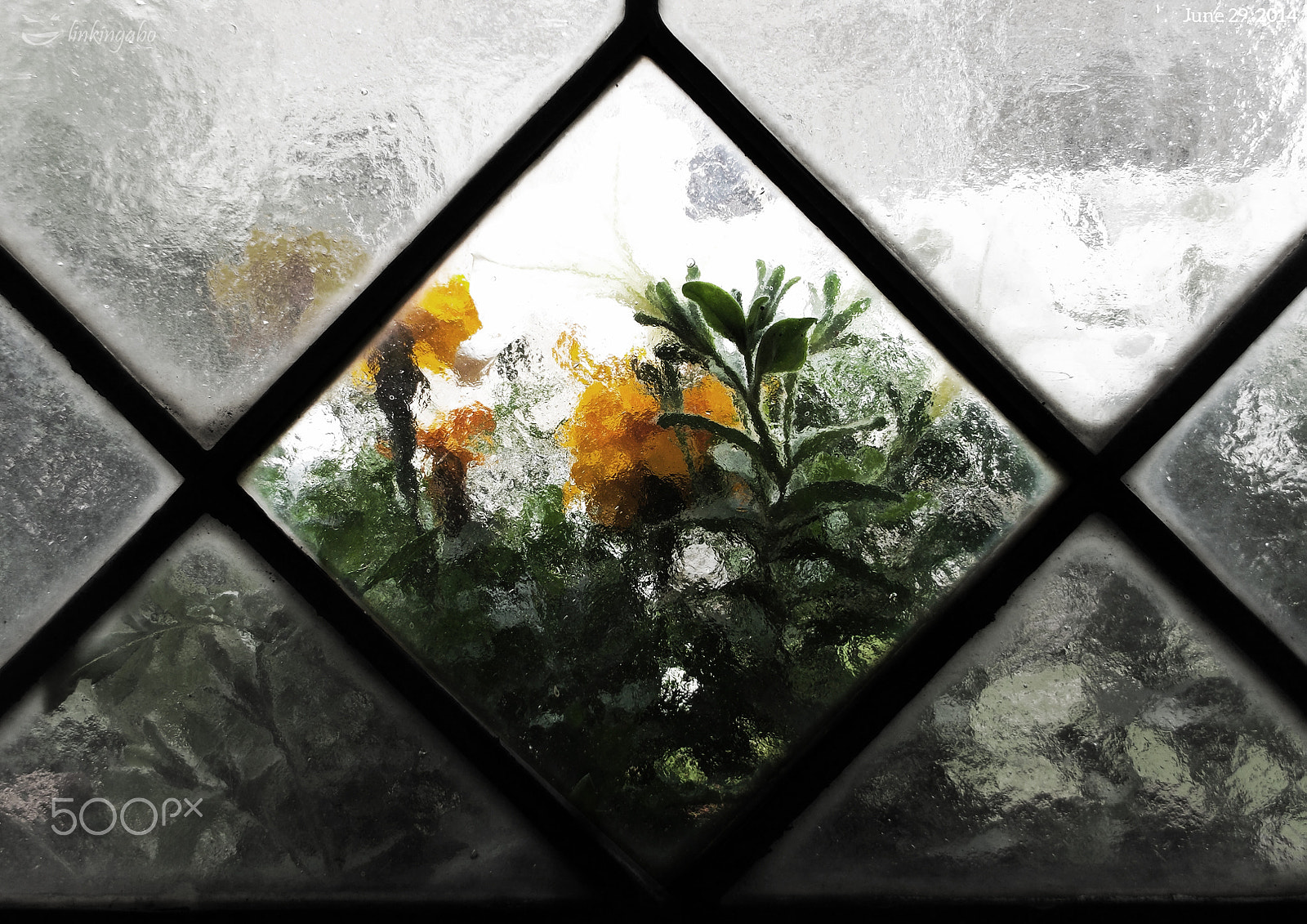 Fujifilm FinePix AX600 sample photo. Flower in the window photography