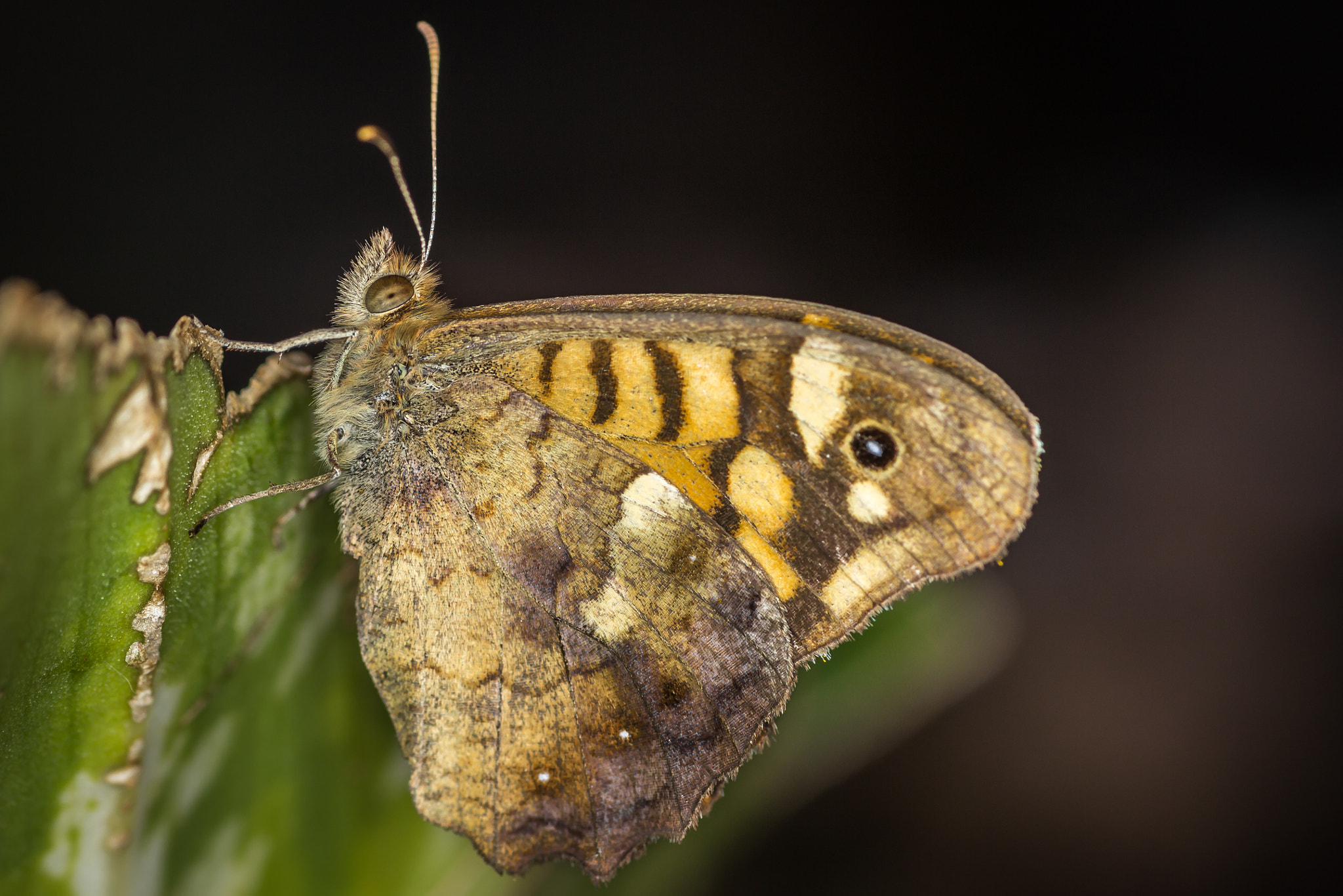 Canon EOS 600D (Rebel EOS T3i / EOS Kiss X5) + Tamron SP AF 90mm F2.8 Di Macro sample photo. Madeiran speckled wood butterfly ii photography