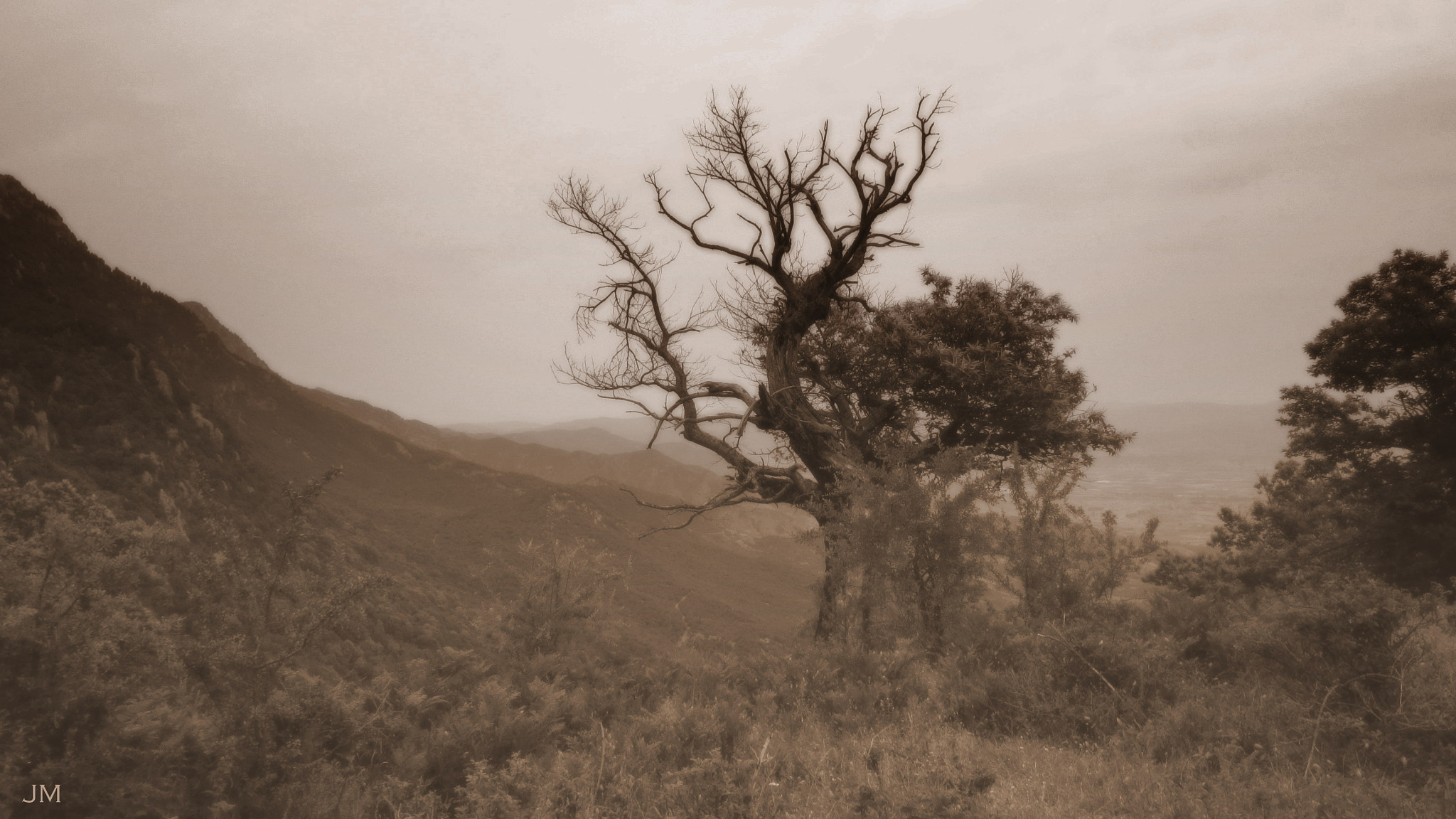 Canon POWERSHOT A3350 IS sample photo. J's tree photography