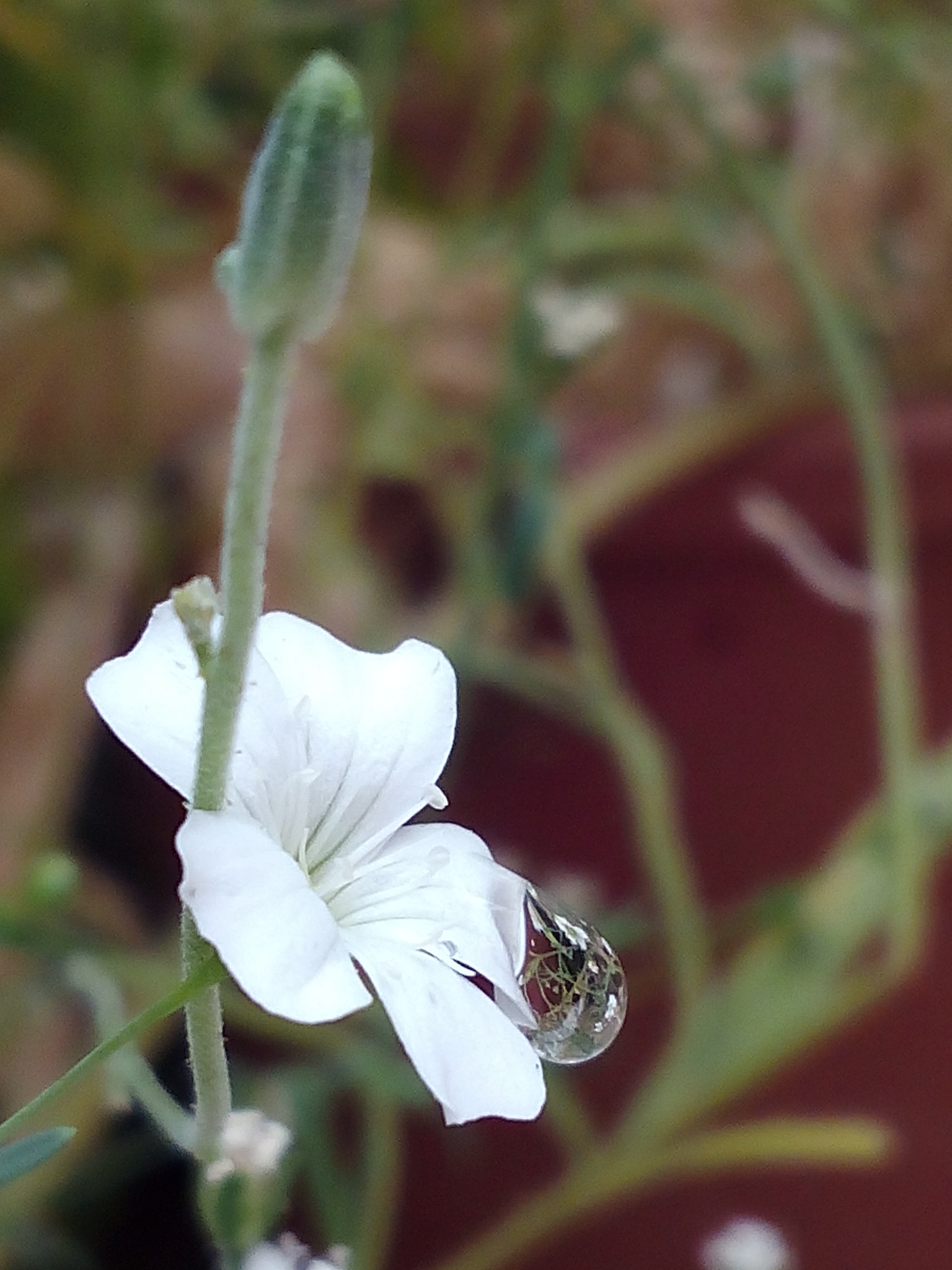 bq Aquaris E5 HD sample photo. Flor y agua photography