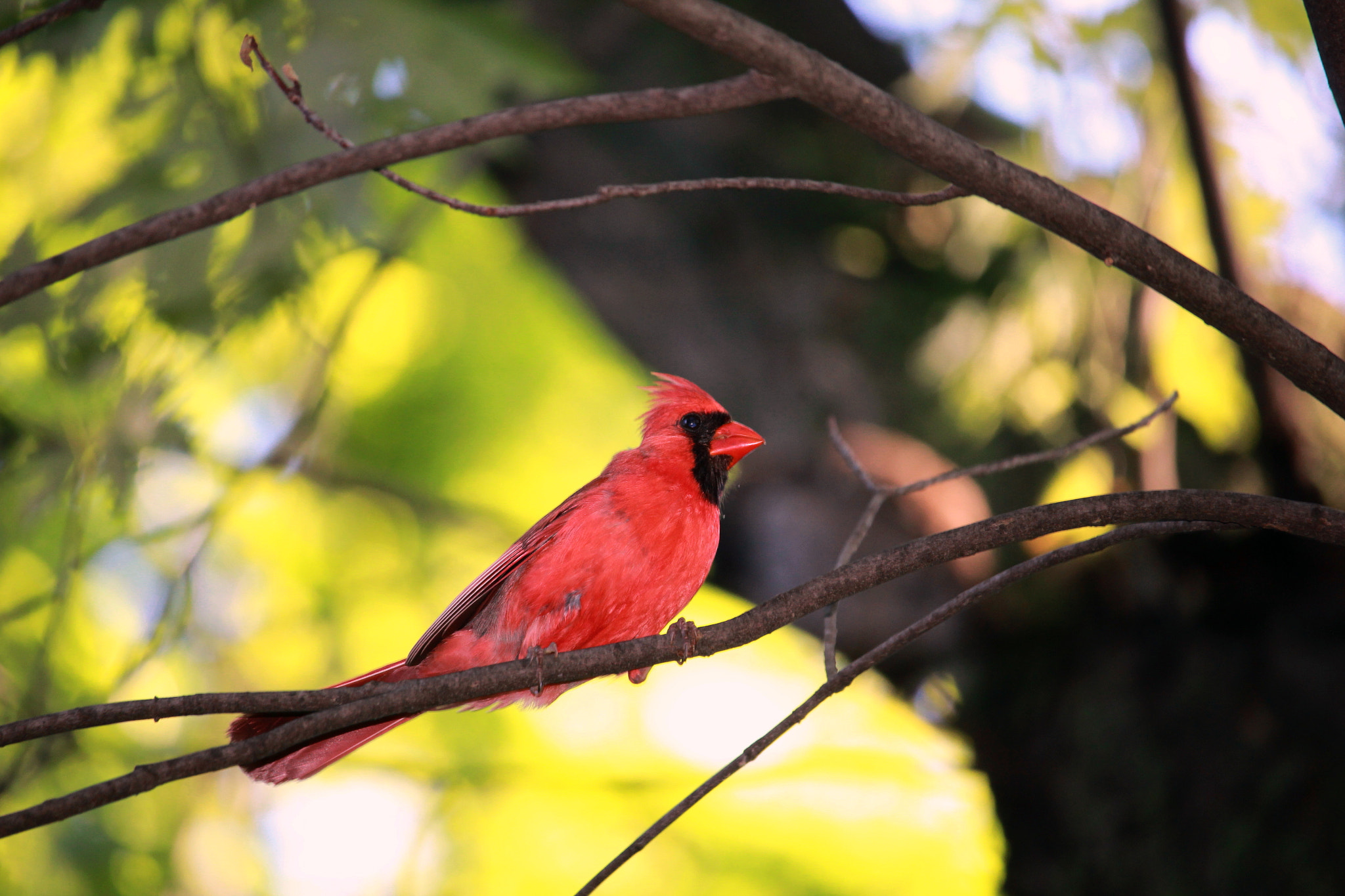 Canon EF-S 55-250mm F4-5.6 IS STM sample photo. Cardinal photography