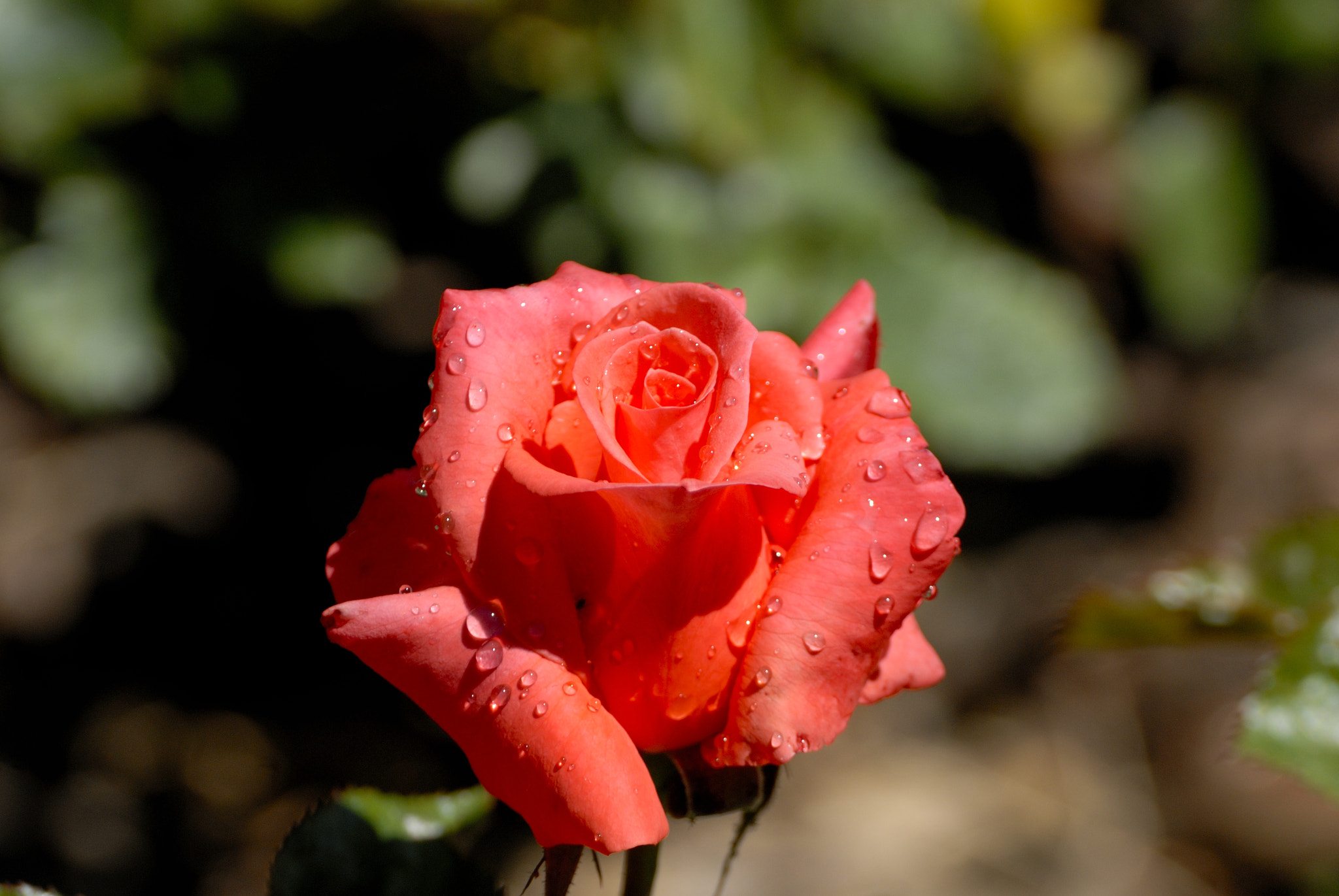 Nikon D200 sample photo. Rosa con habitante photography