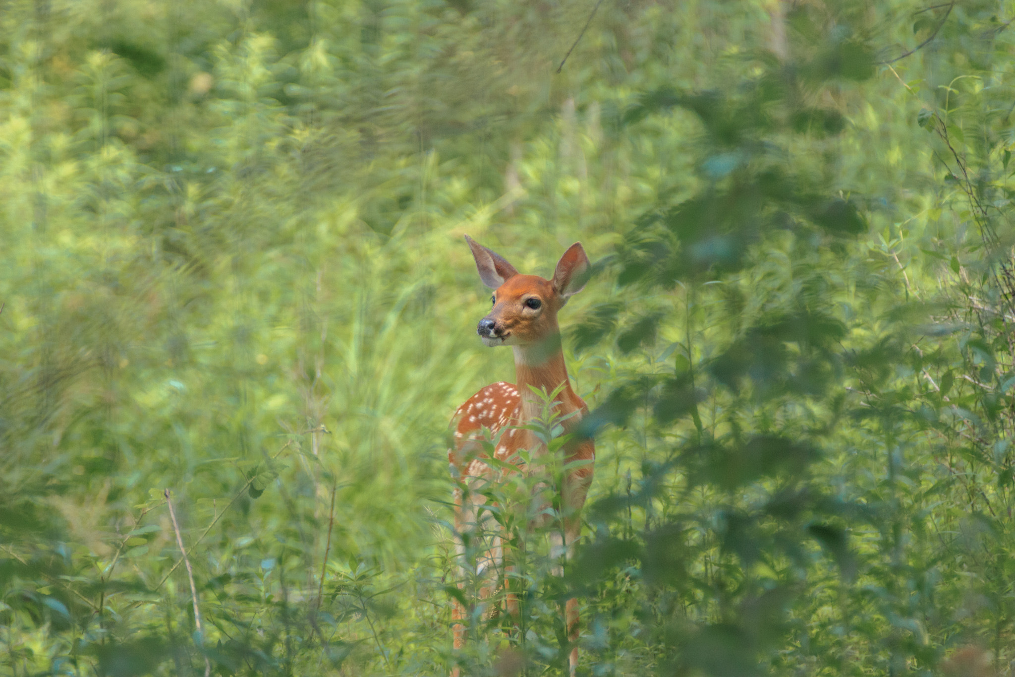 Tamron SP AF 70-200mm F2.8 Di LD (IF) MACRO sample photo. Excuse me, has anyone seen thumper photography