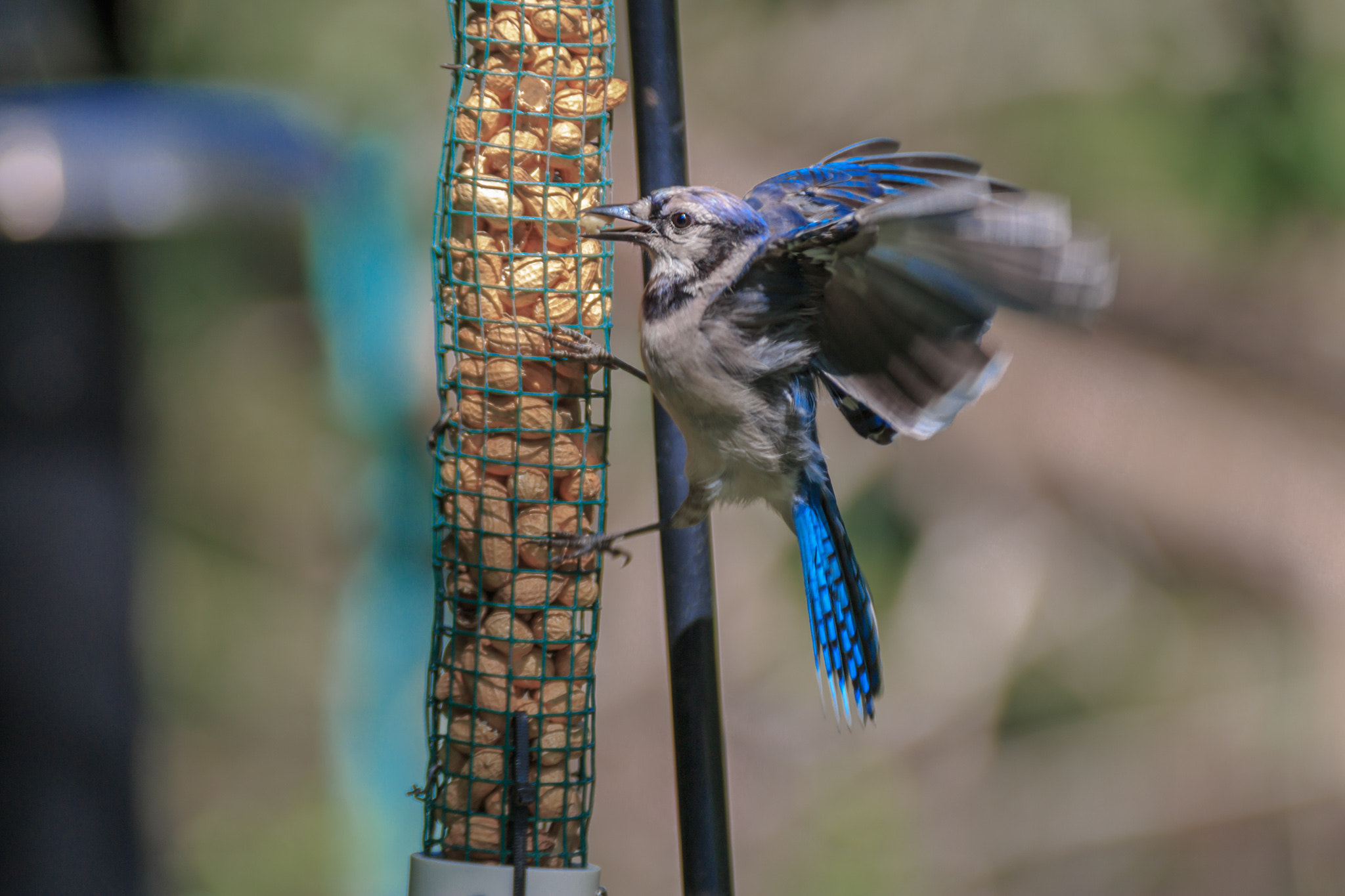 Tamron SP AF 70-200mm F2.8 Di LD (IF) MACRO sample photo. Come here, you little nut!!! photography