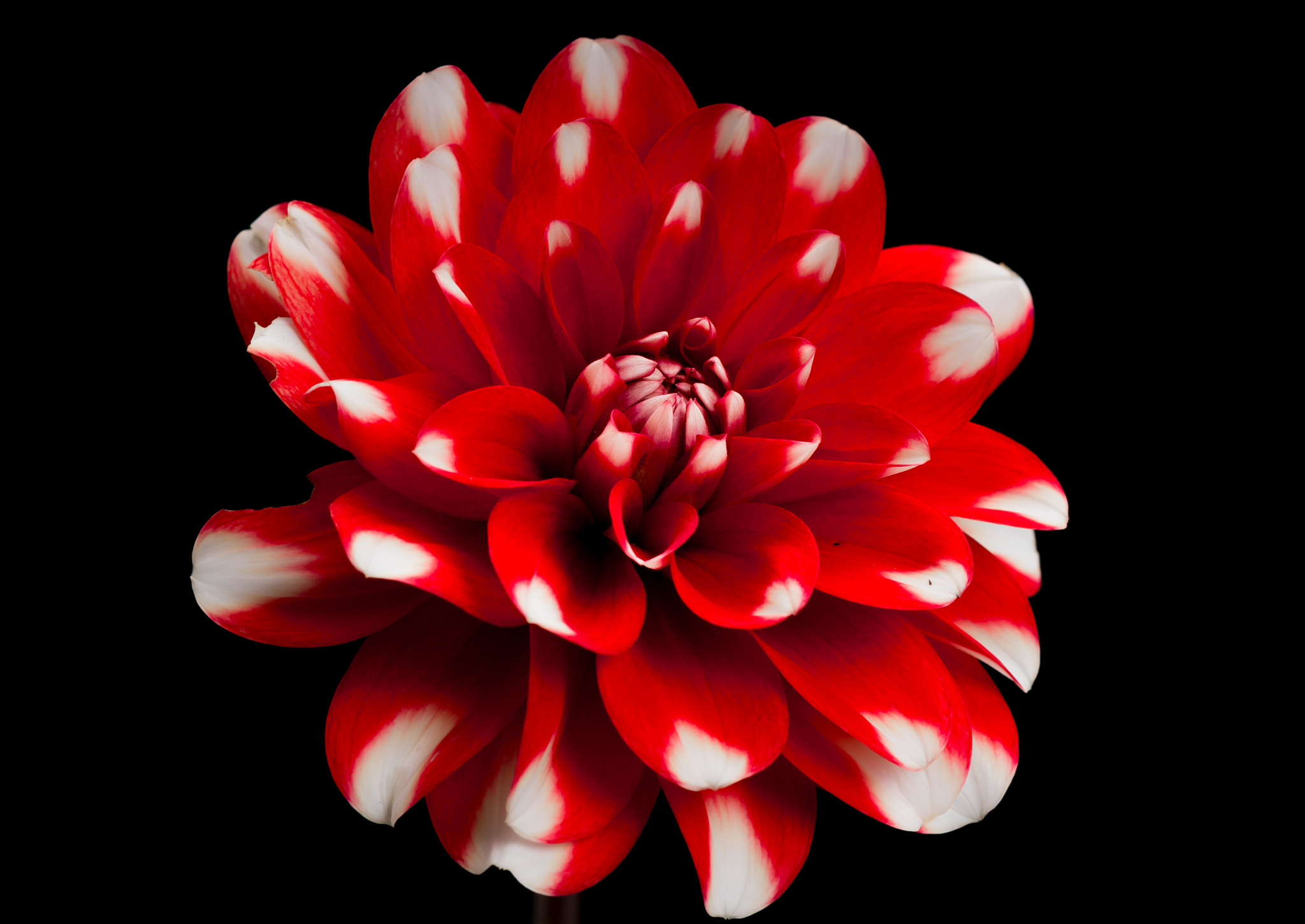 Sony SLT-A77 + Sony 100mm F2.8 Macro sample photo. Dahlia. photography