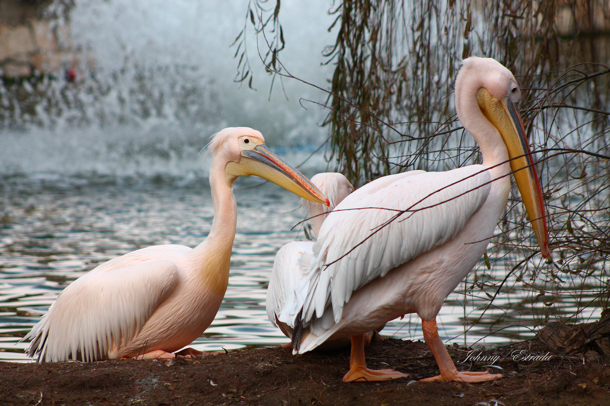 /4-5.6 sample photo. Pelicans photography