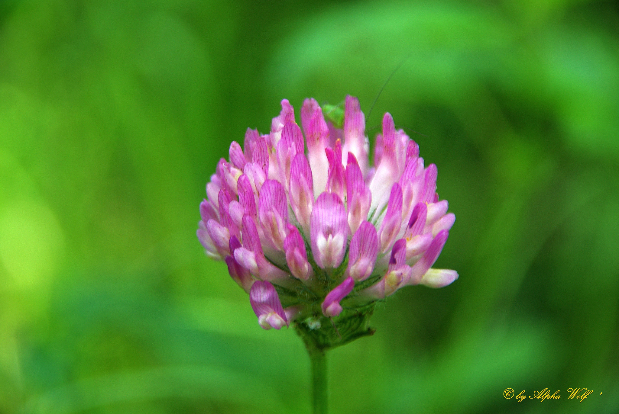 Pentax K10D + Sigma 18-200mm F3.5-6.3 DC sample photo. Flower photography