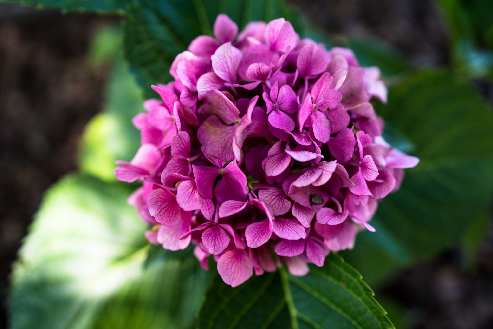 Sony a6300 + 18-35mm F1.8 DC HSM | Art 013 sample photo. Pink photography