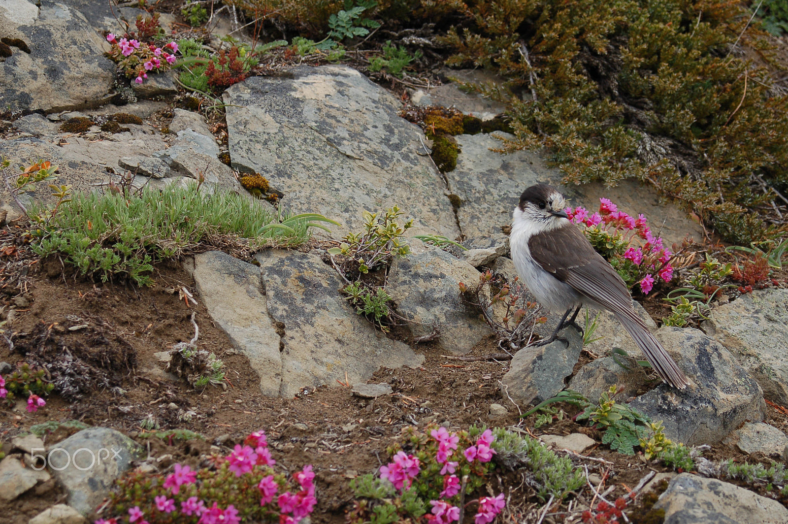 AF Zoom-Nikkor 28-80mm f/3.3-5.6G sample photo. Bird on the trail photography