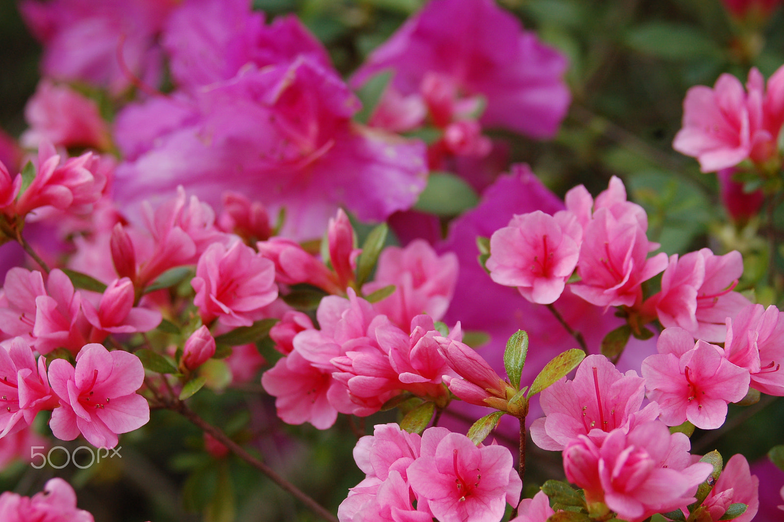 AF Zoom-Nikkor 28-80mm f/3.3-5.6G sample photo. Pink flowers photography